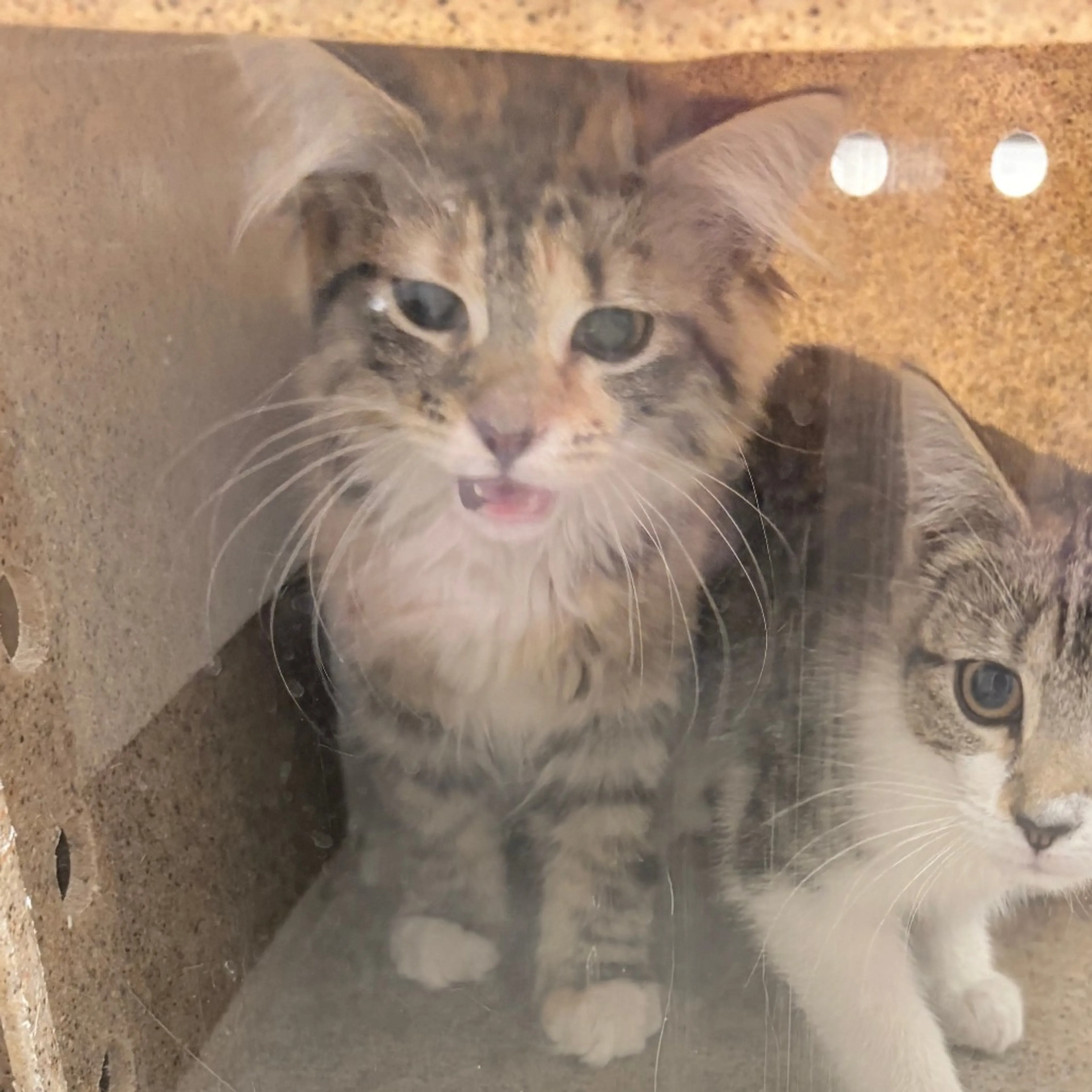 Found pet-1