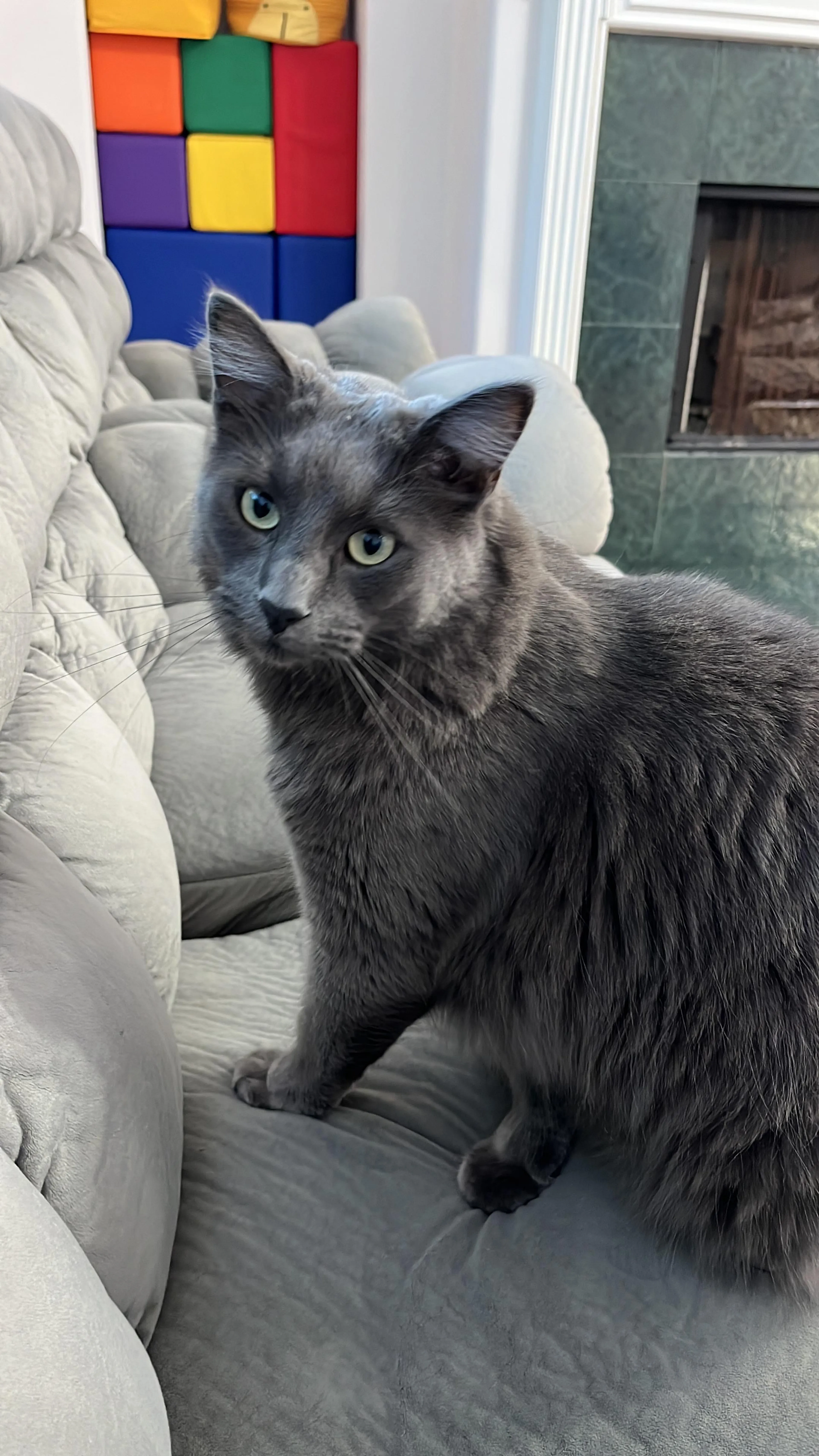 Lost pet