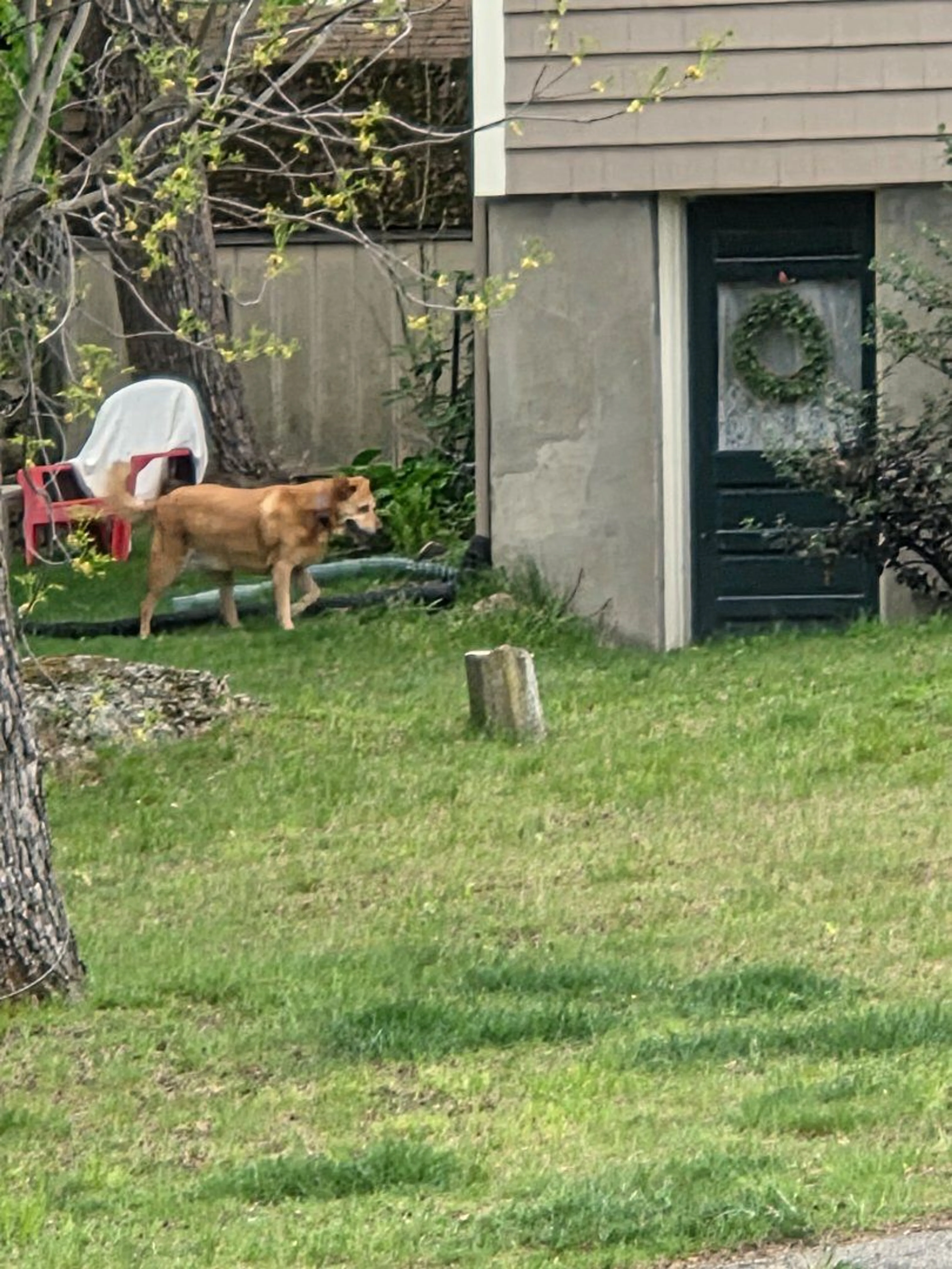Lost pet