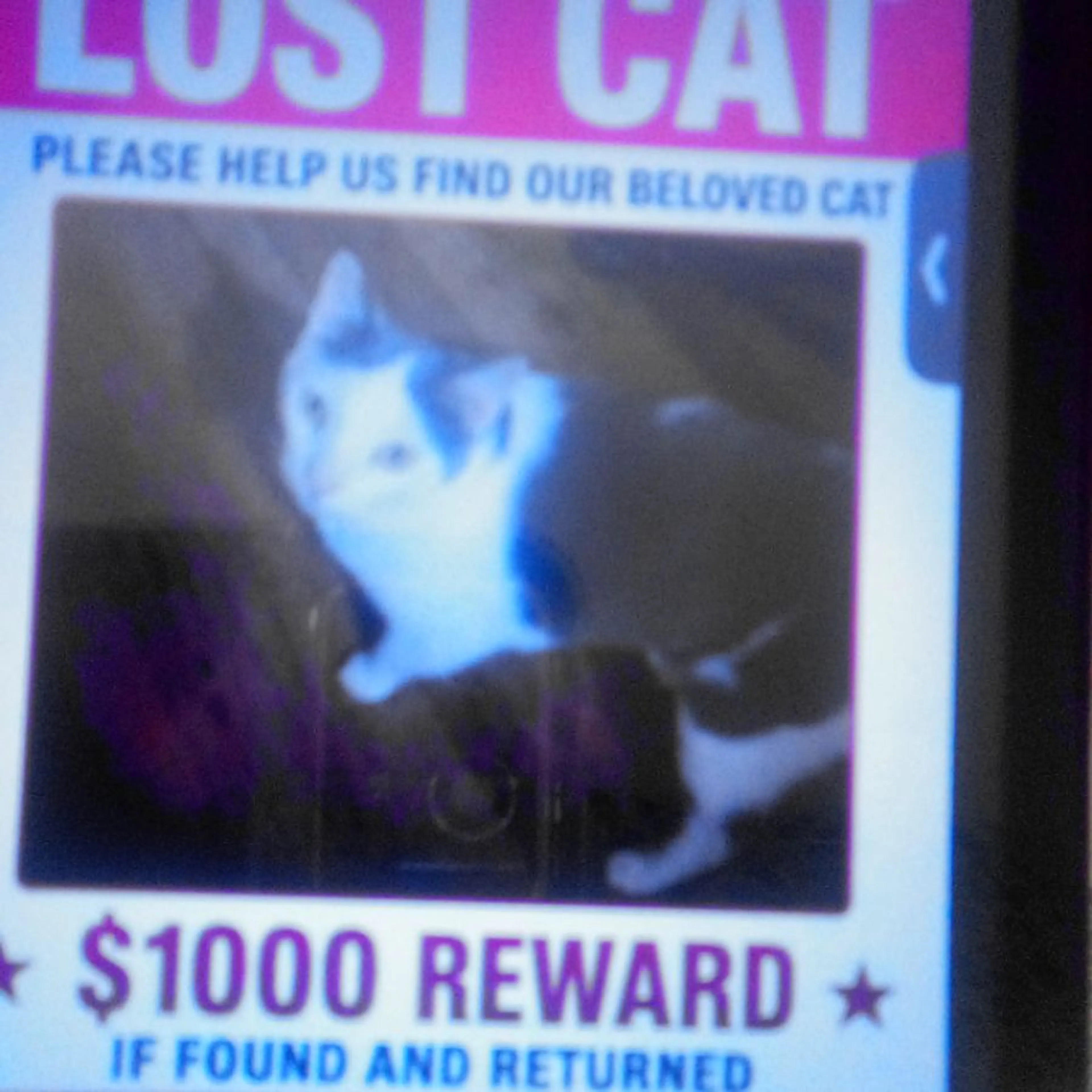 Lost pet