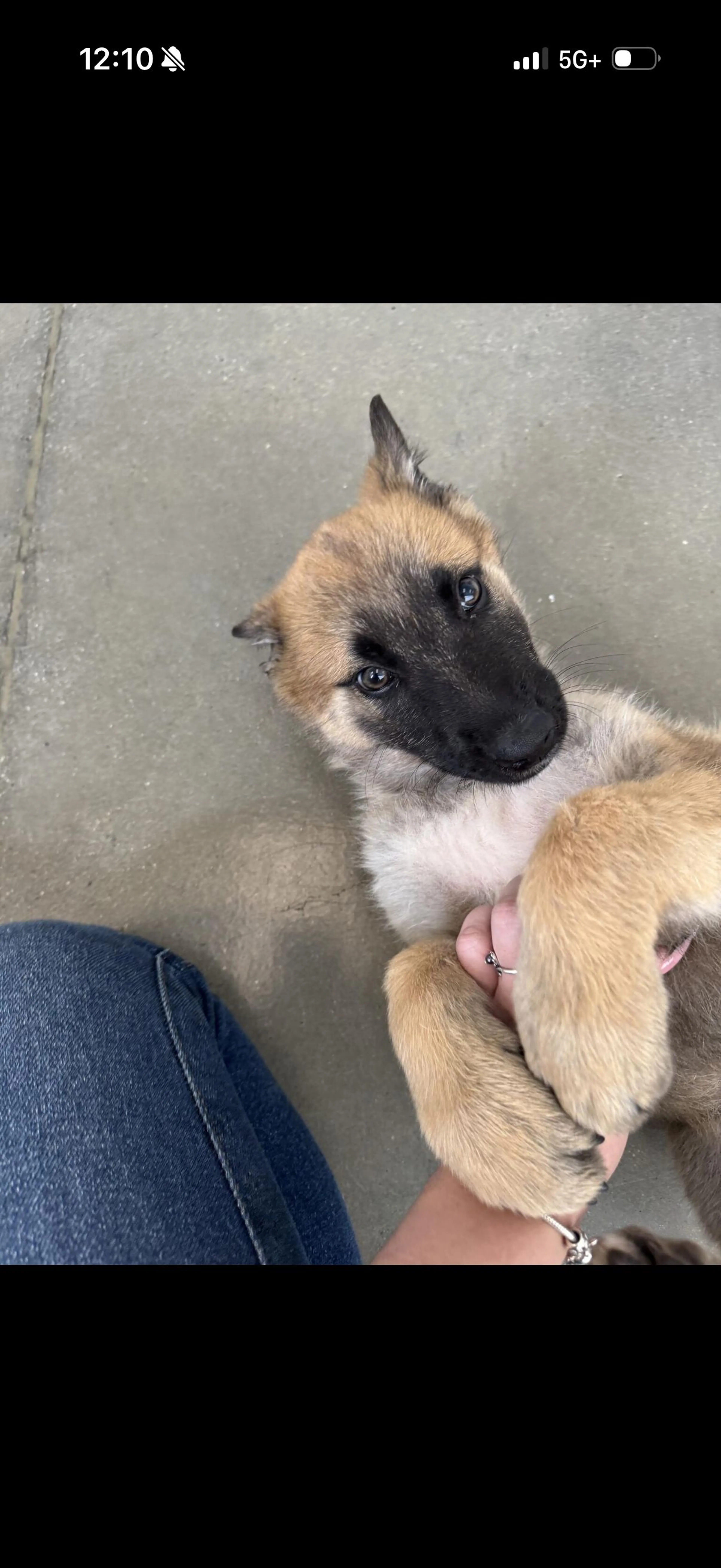 Lost pet