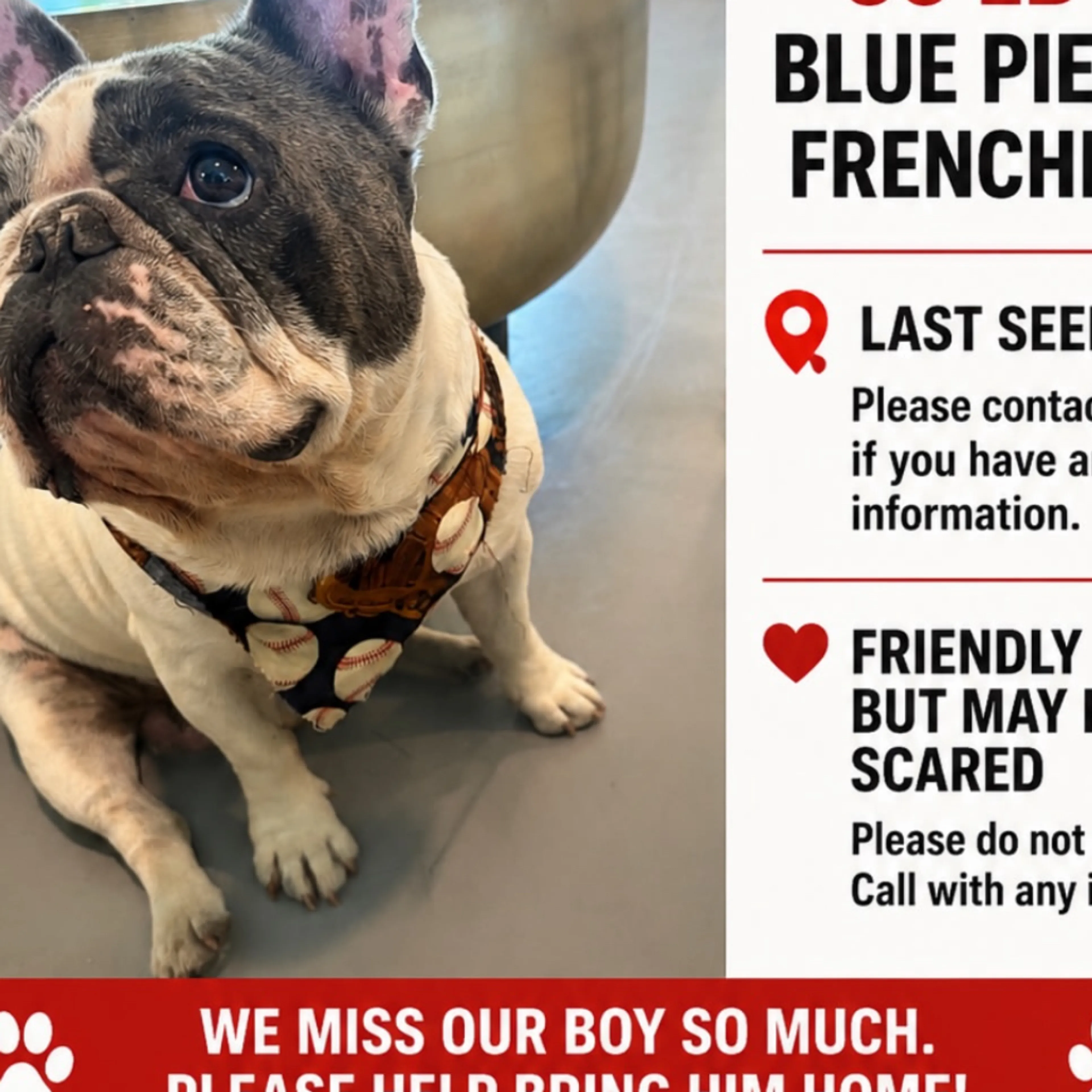 Lost pet-3