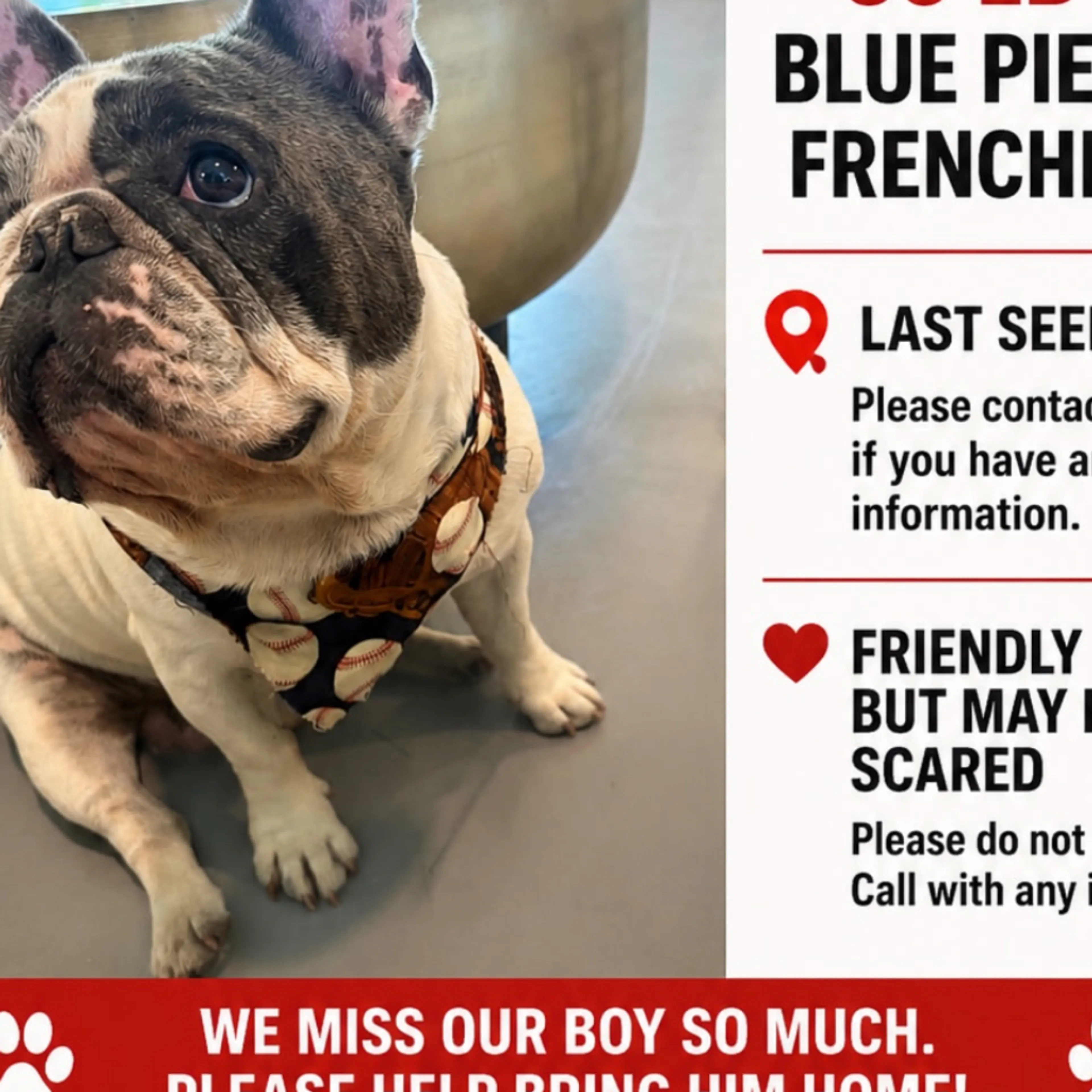 Lost pet-2