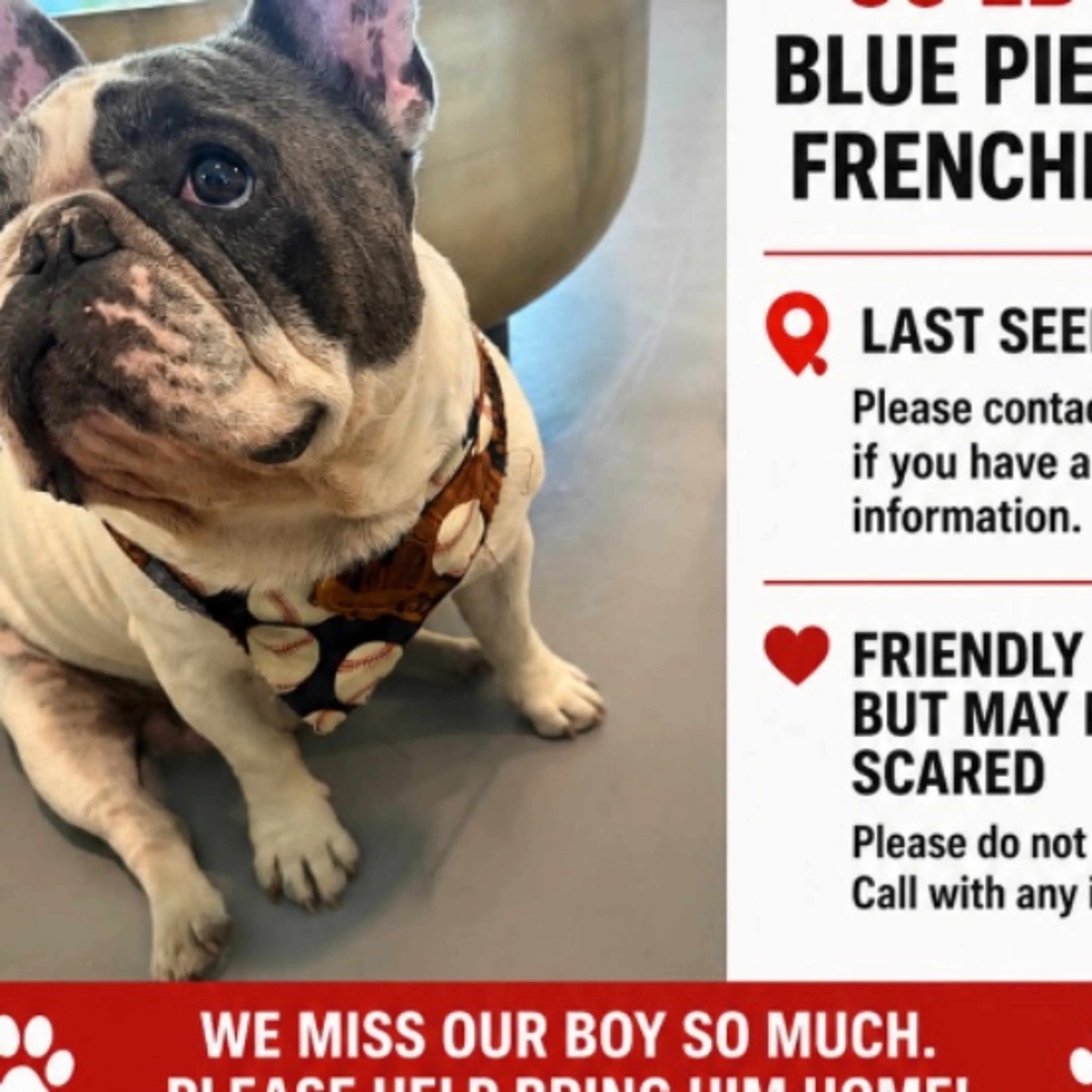 Lost pet-0