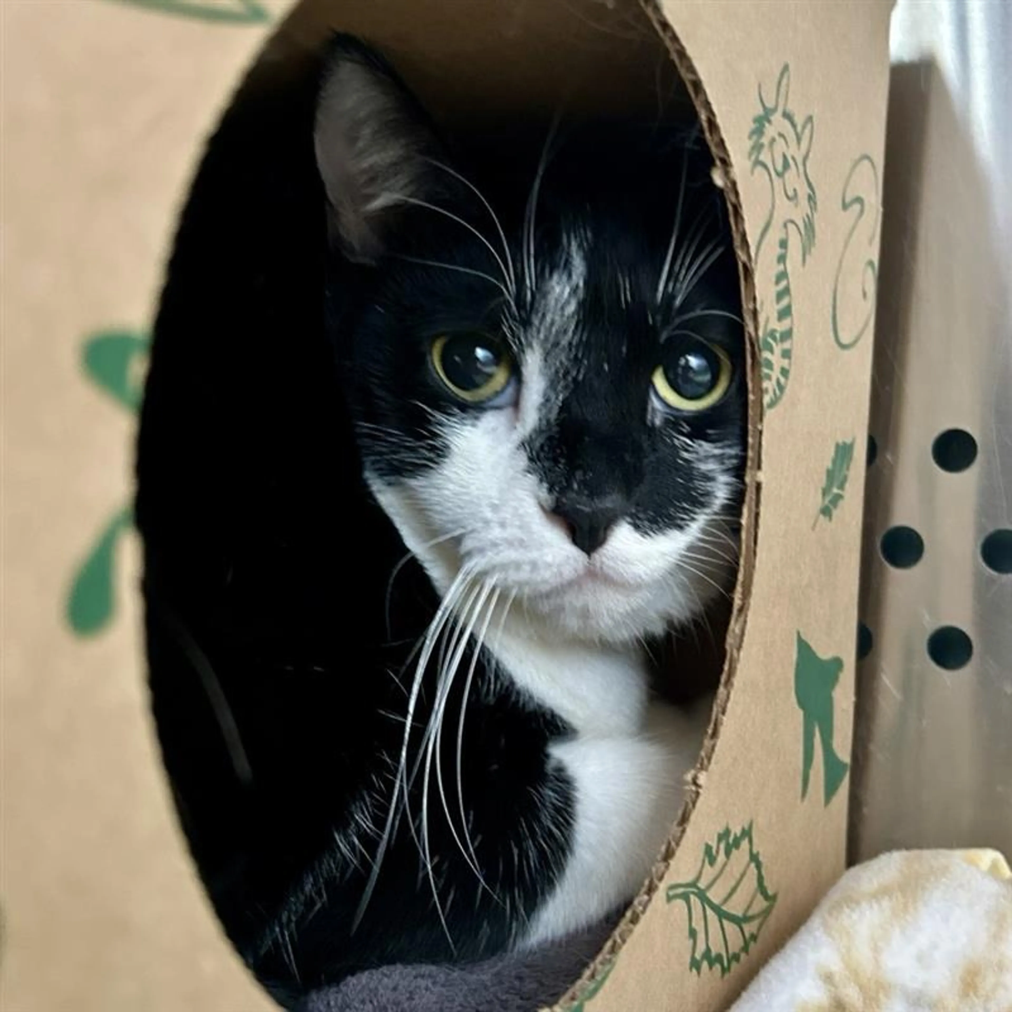 Found pet