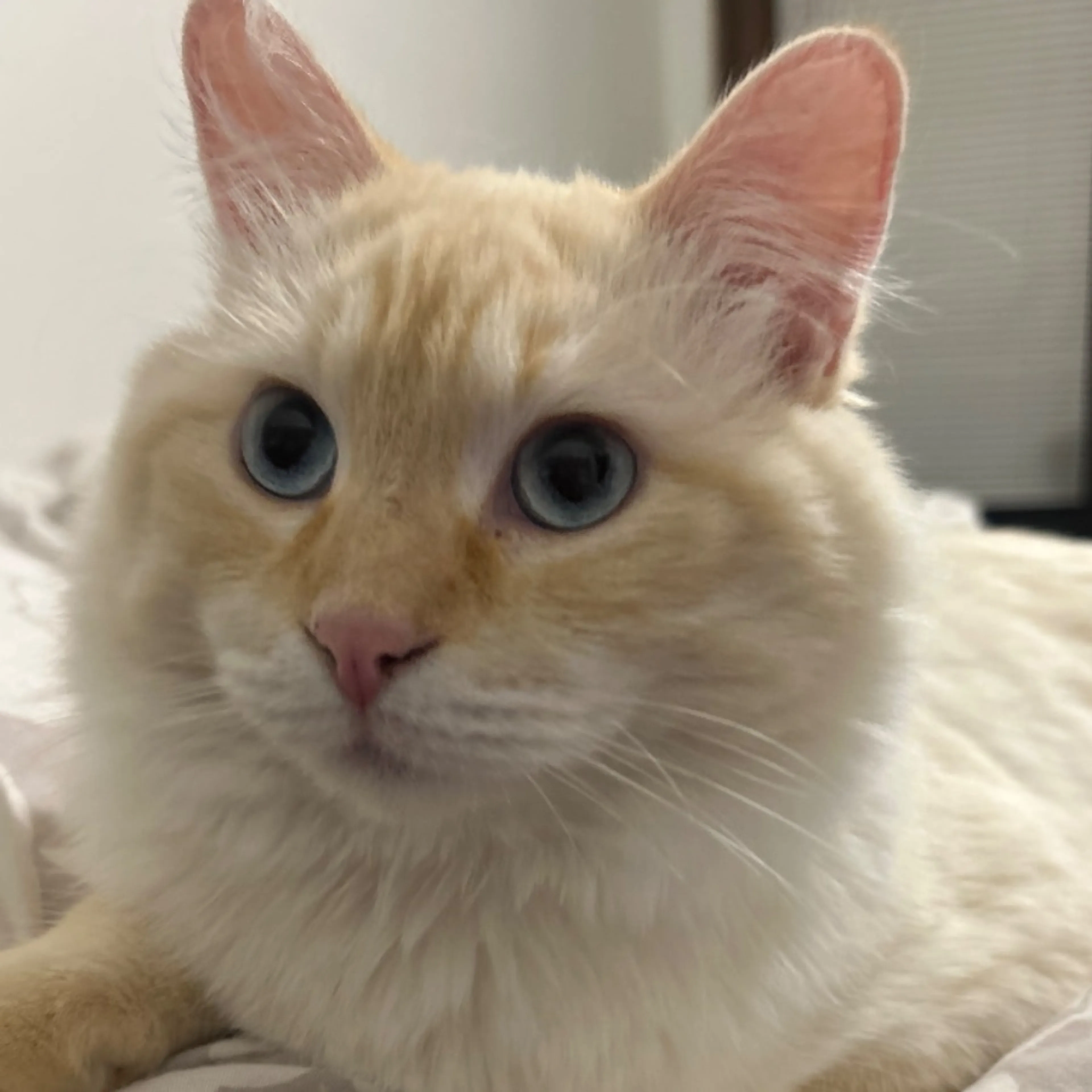 Lost pet
