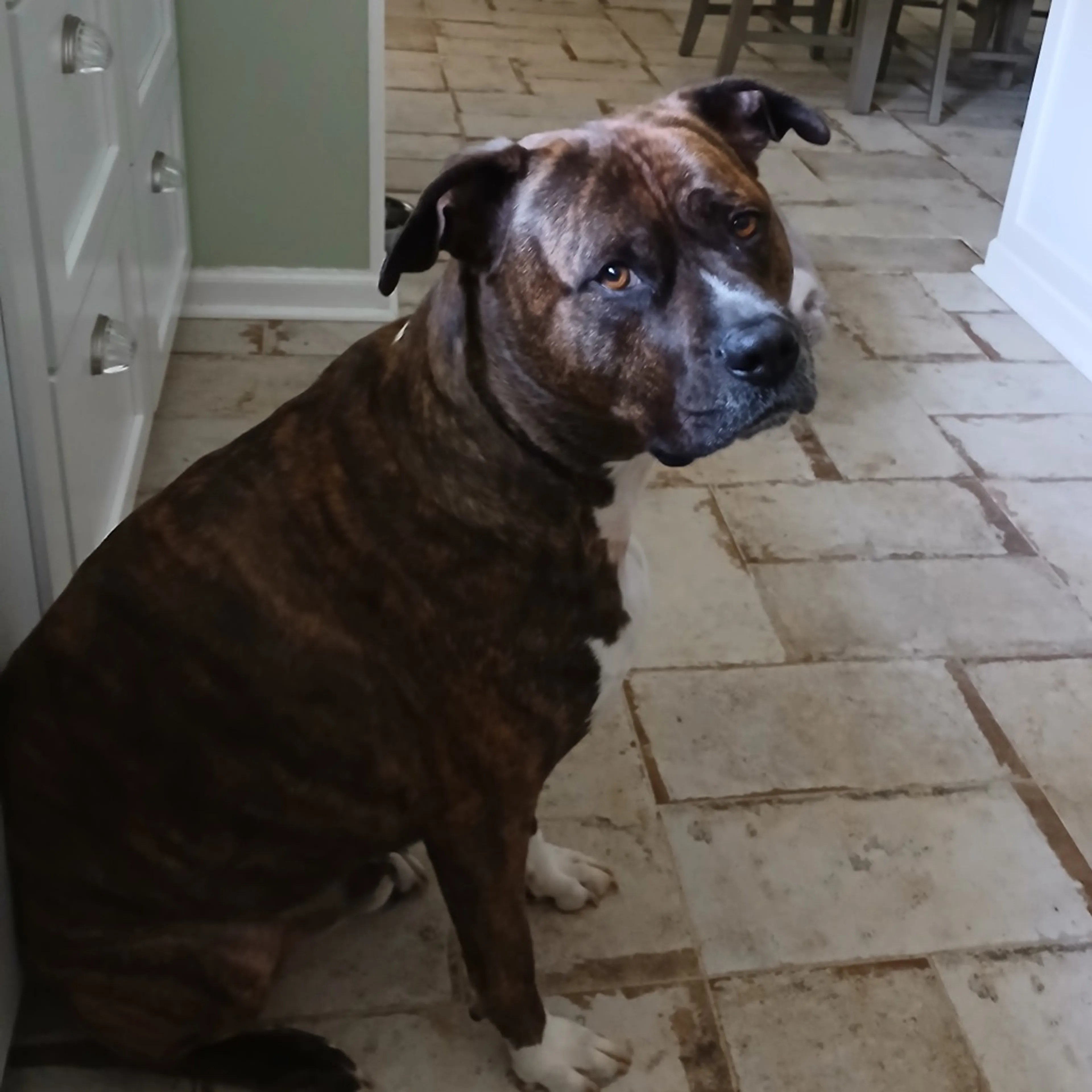 Found pet