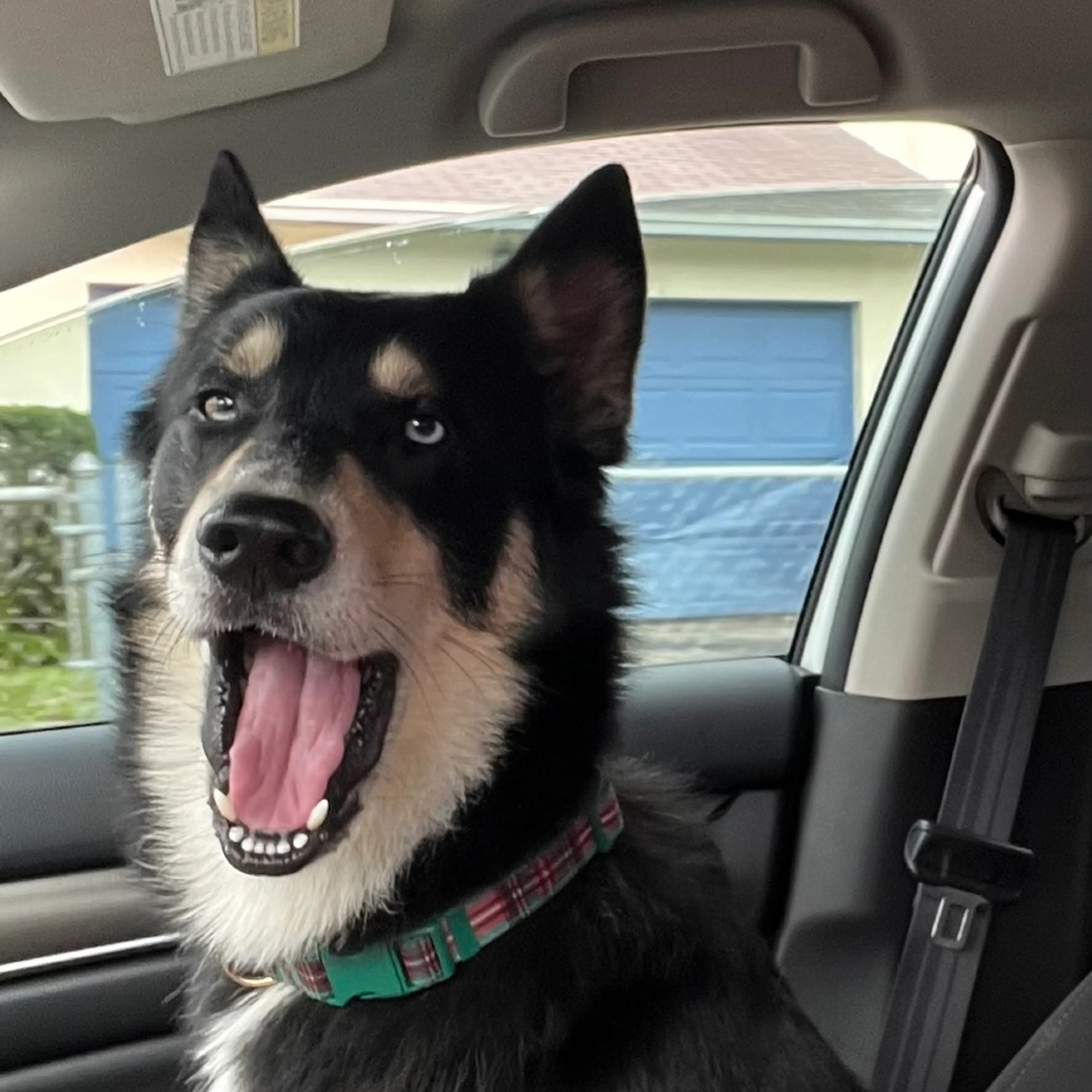 Found pet-1