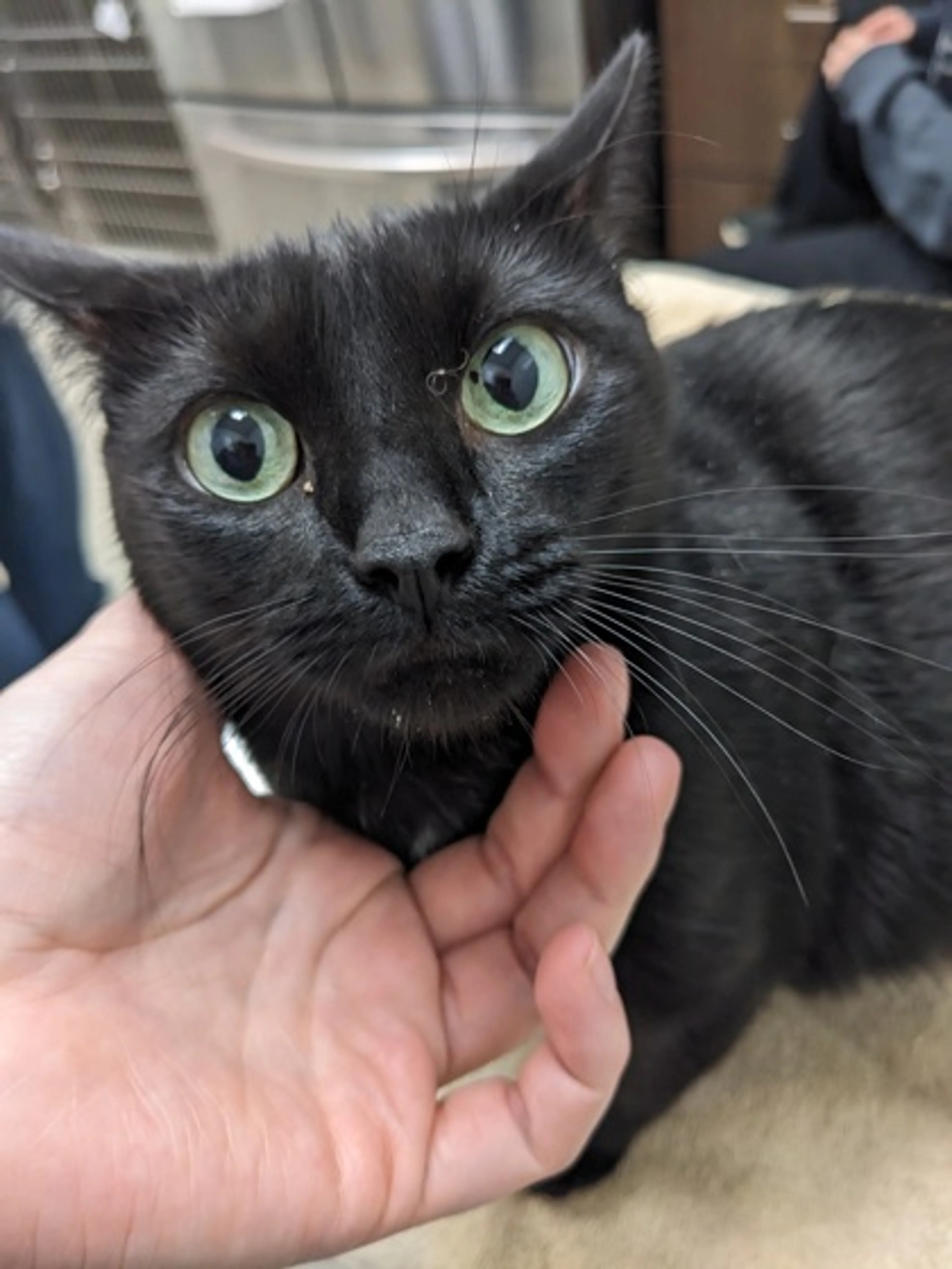 Found pet