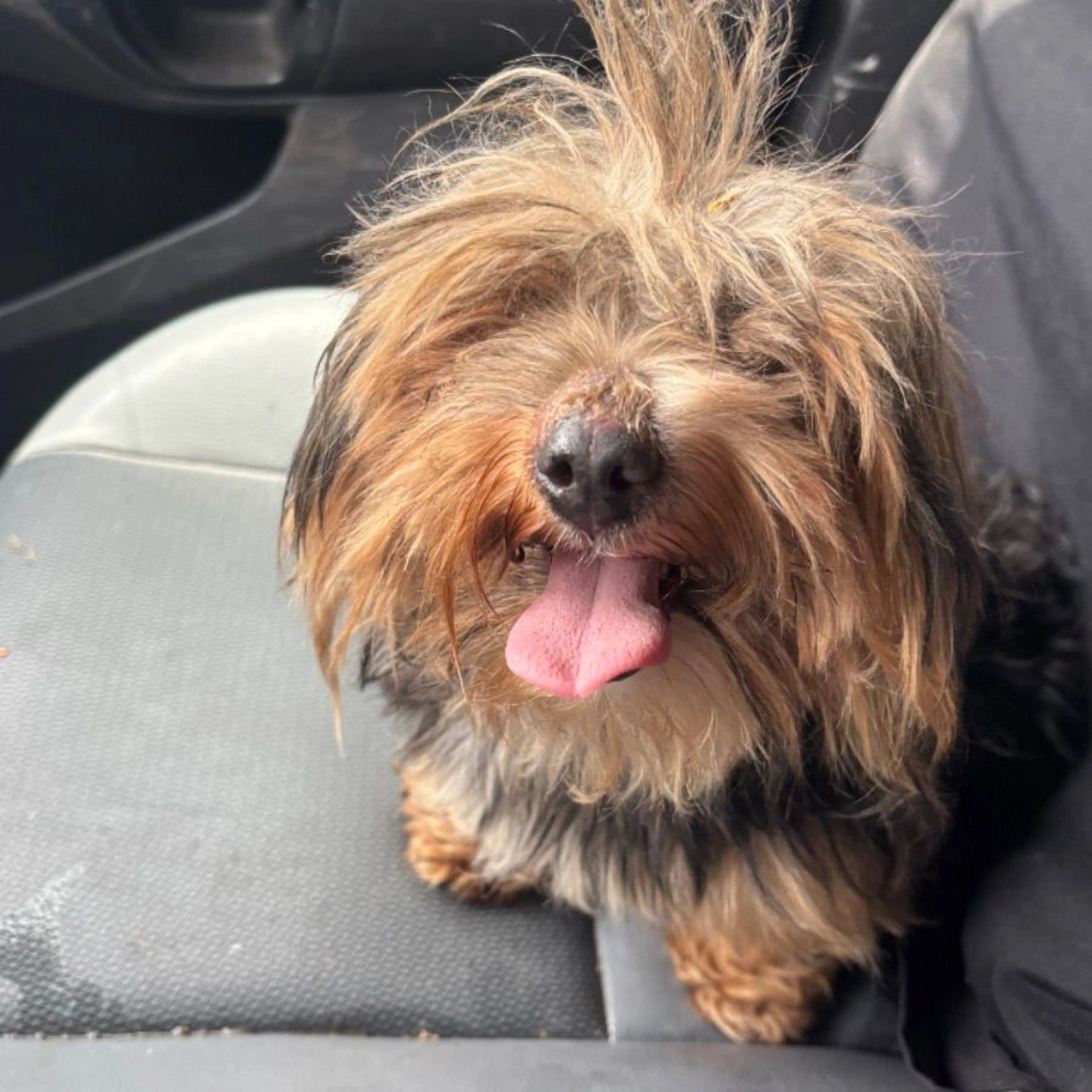 Found pet