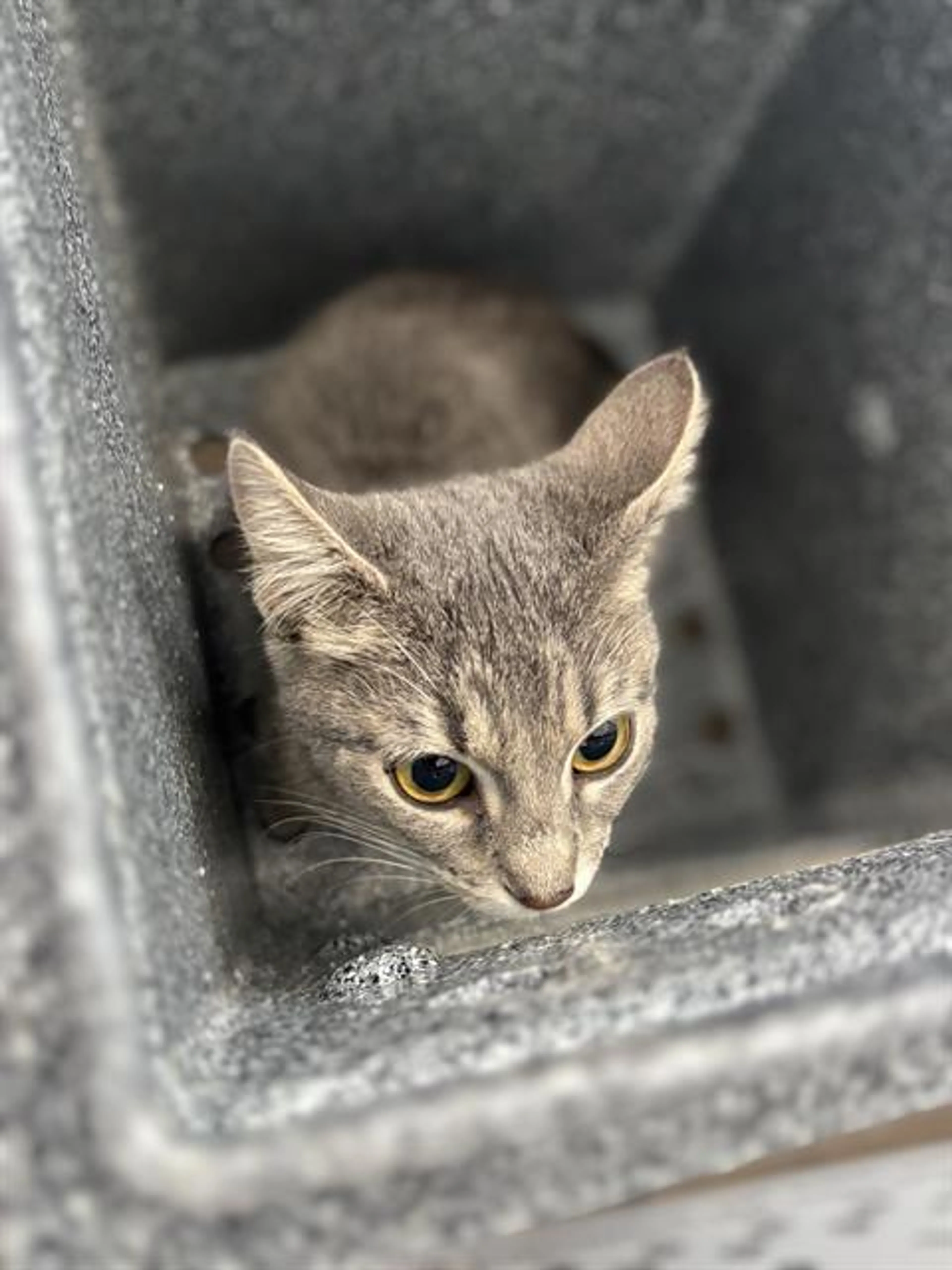 Found pet