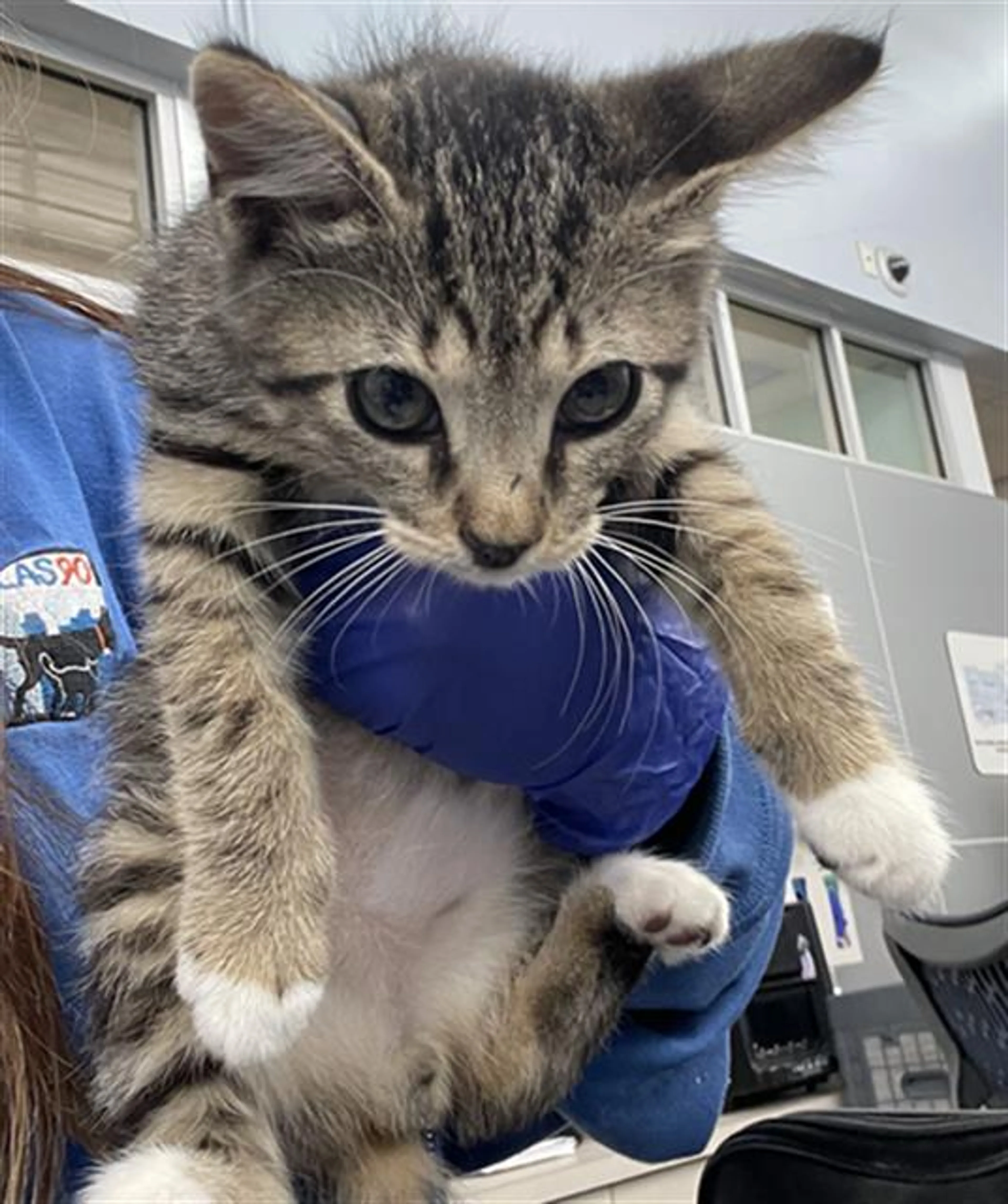 Found pet