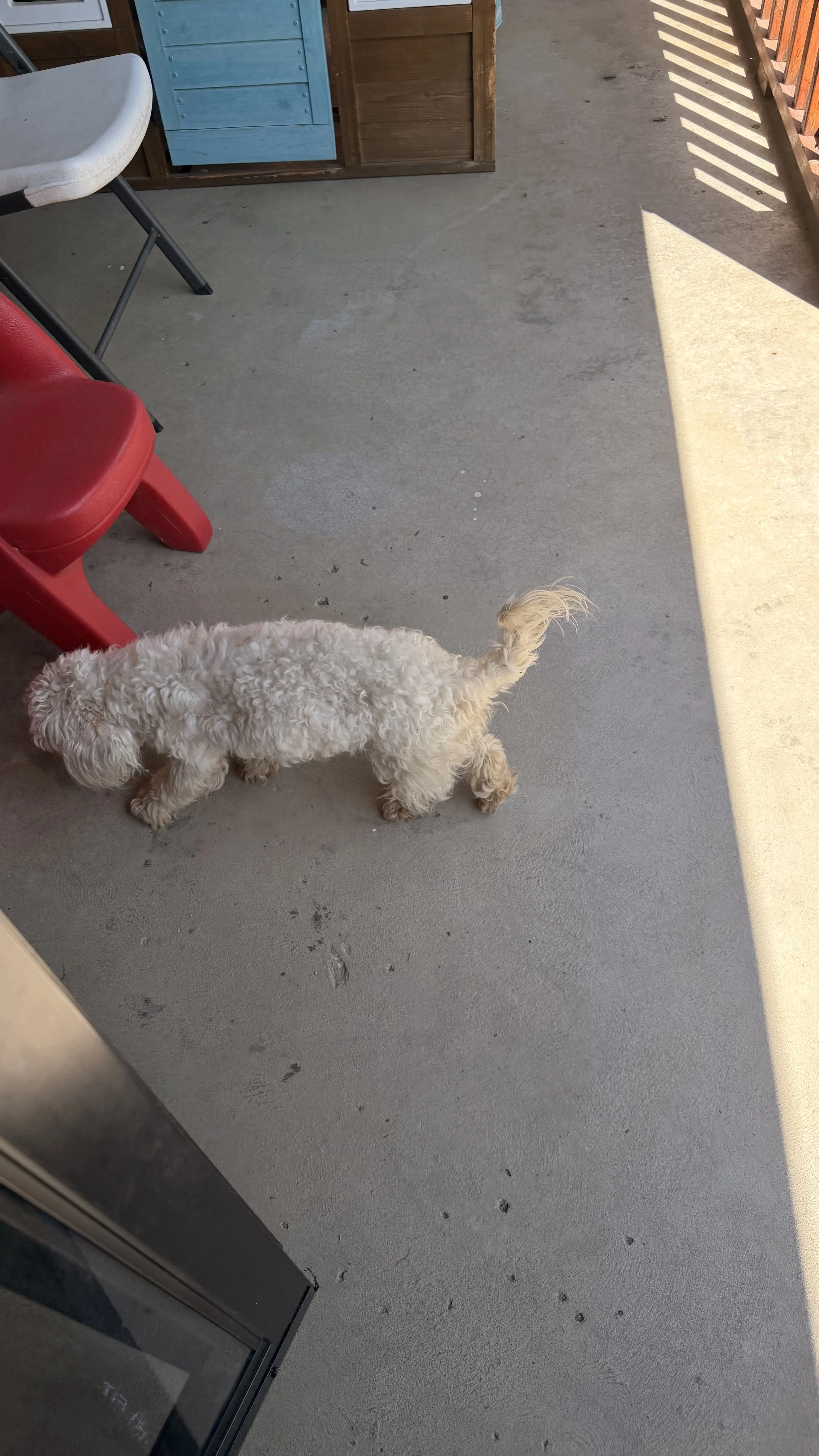 Lost pet