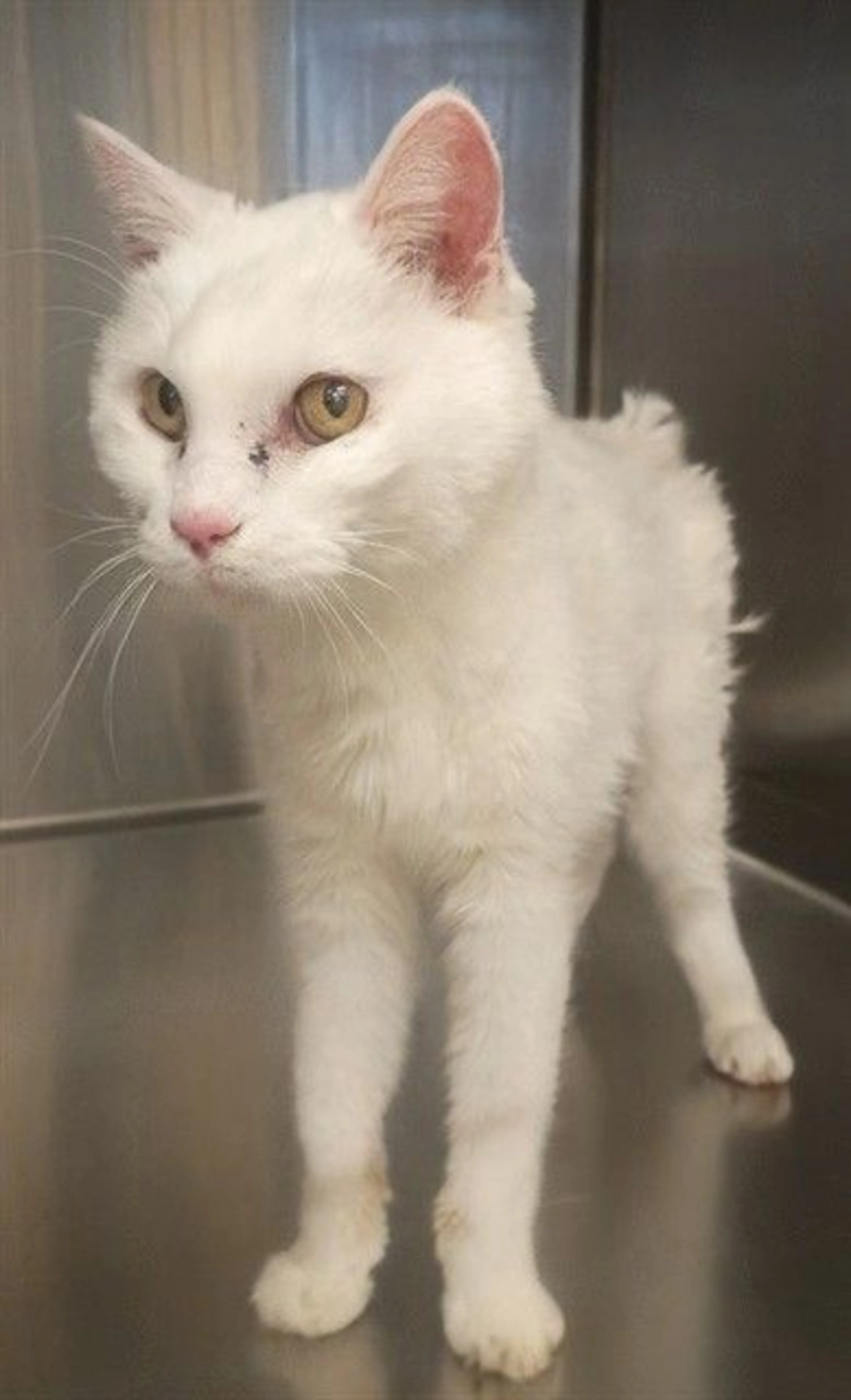 Found pet