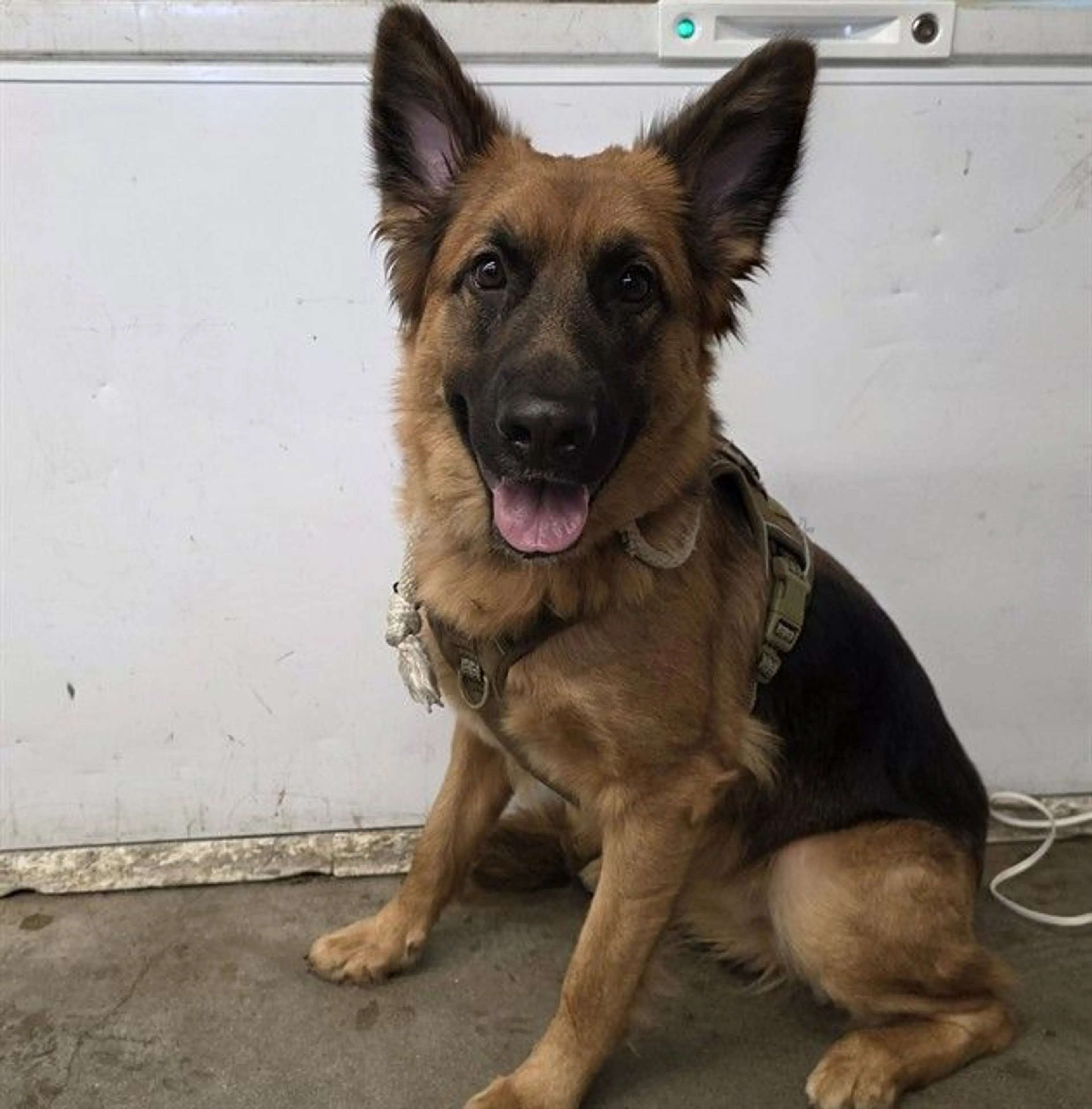 Found pet