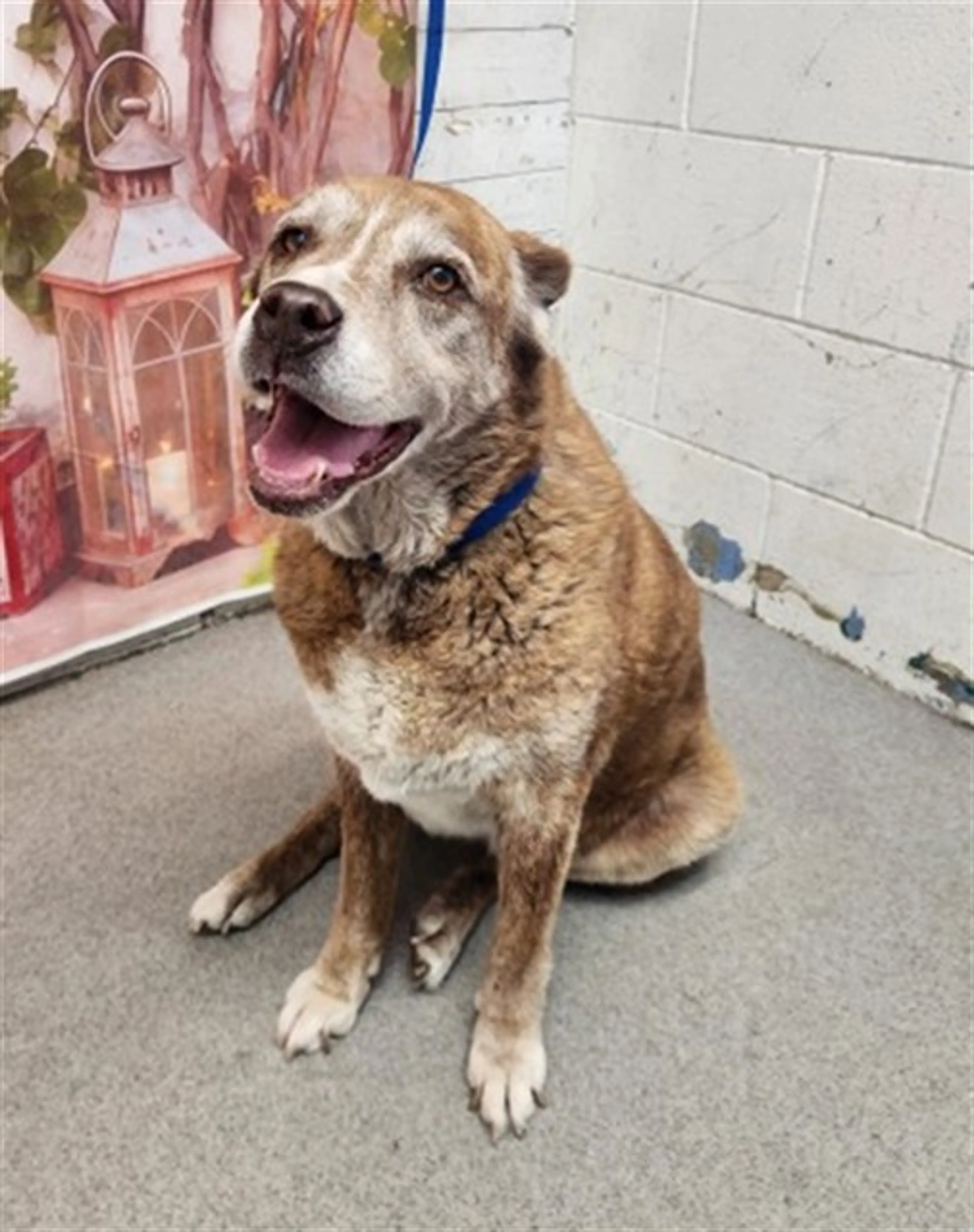 Found pet