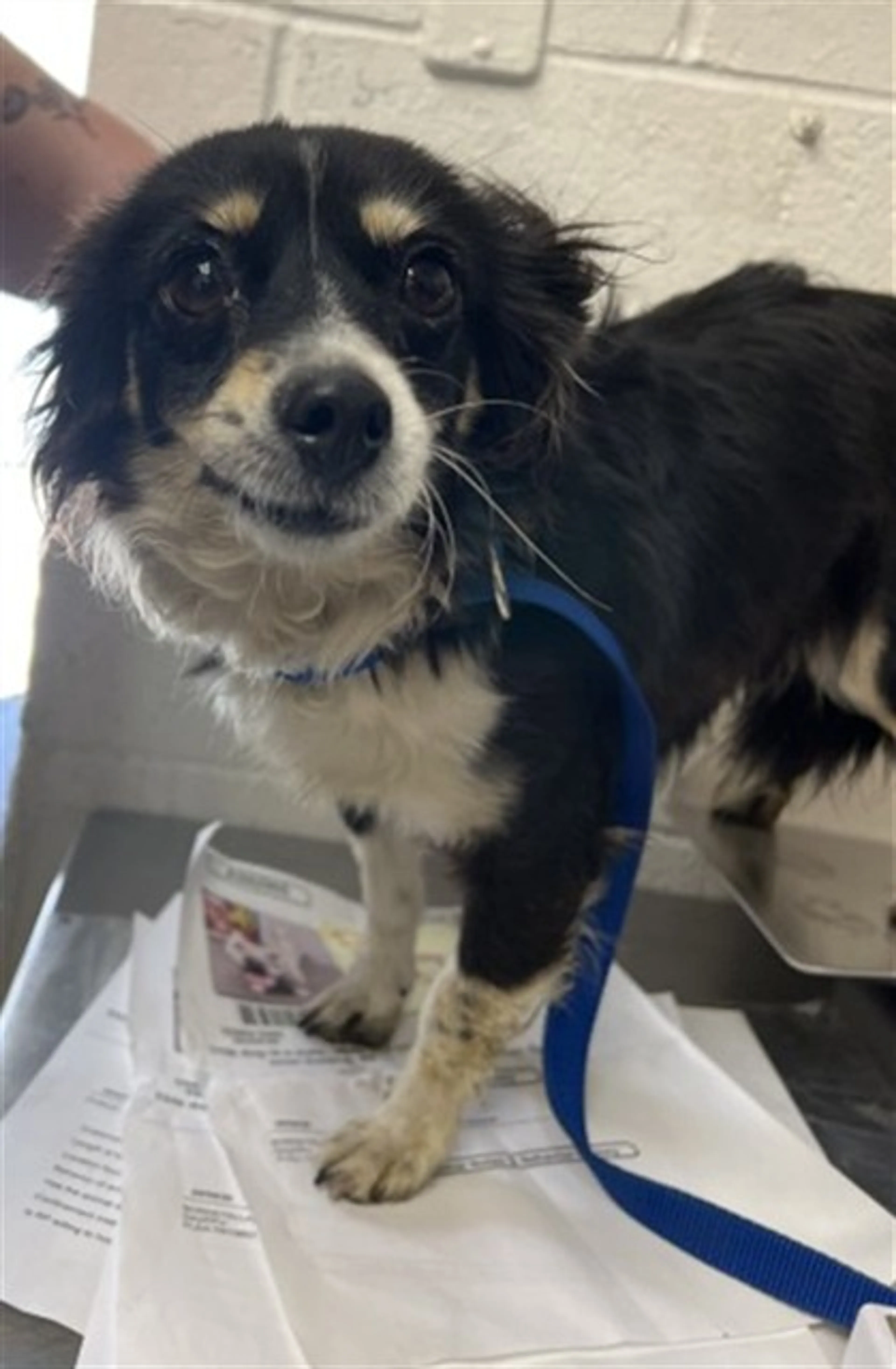 Found pet