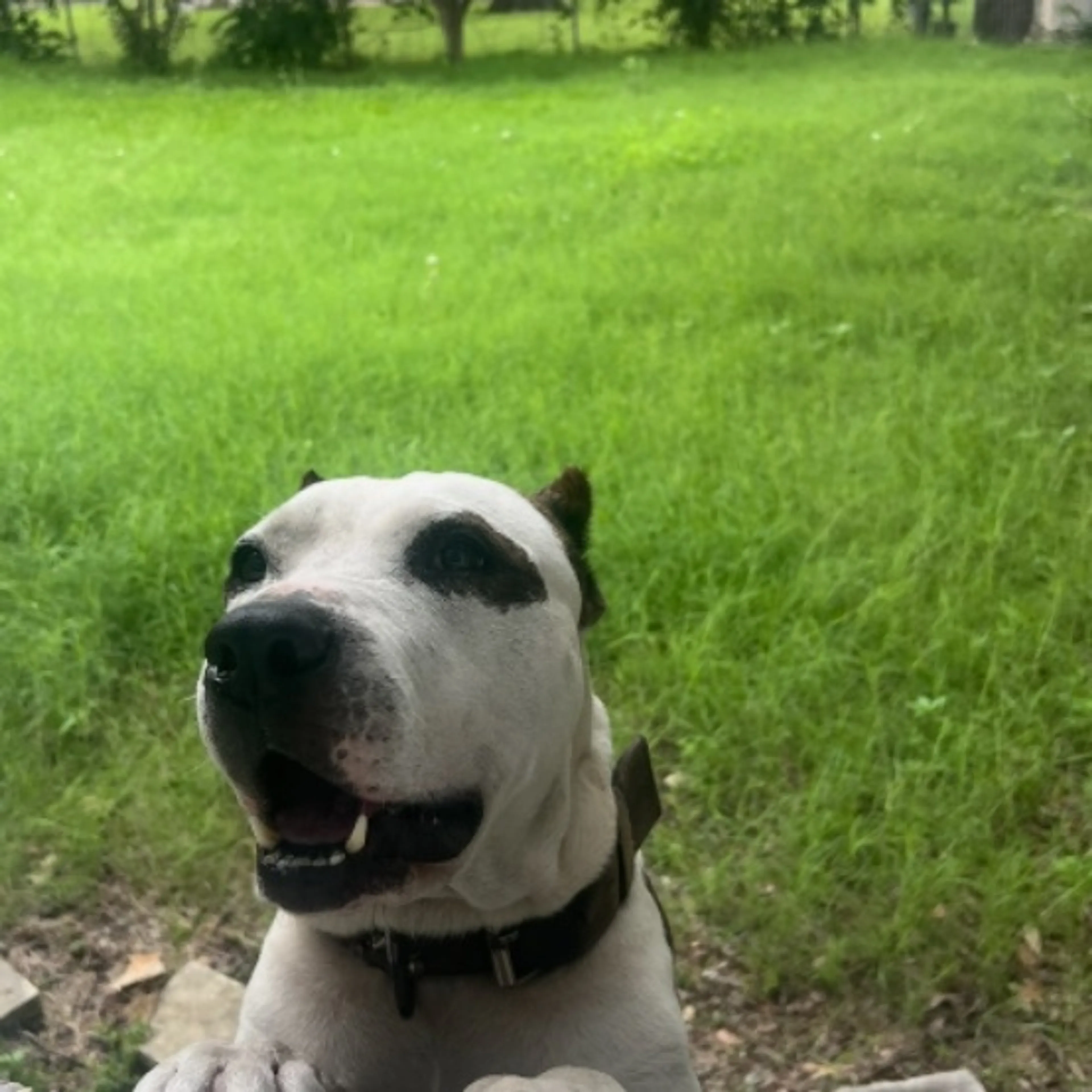 Lost pet