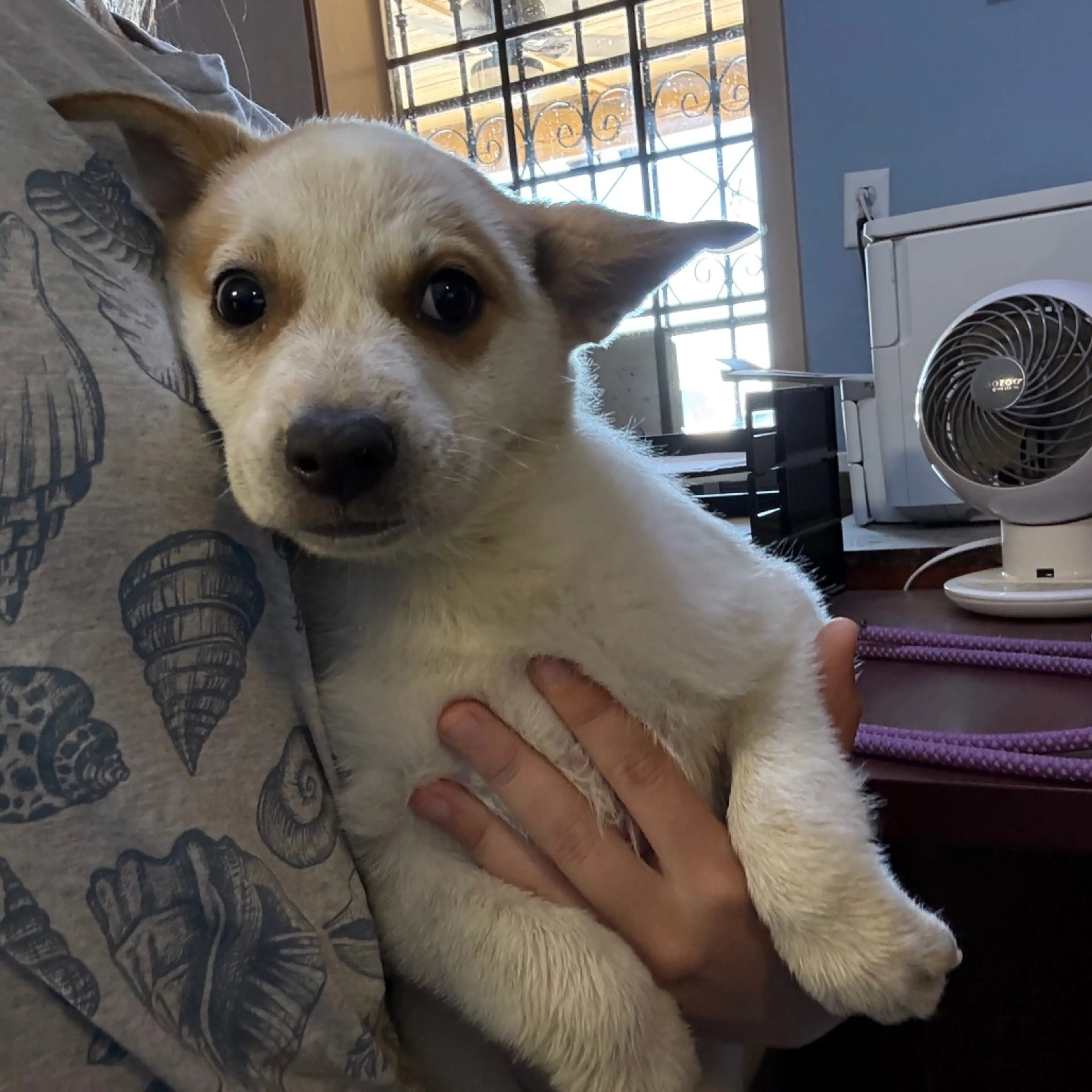 Found pet-1