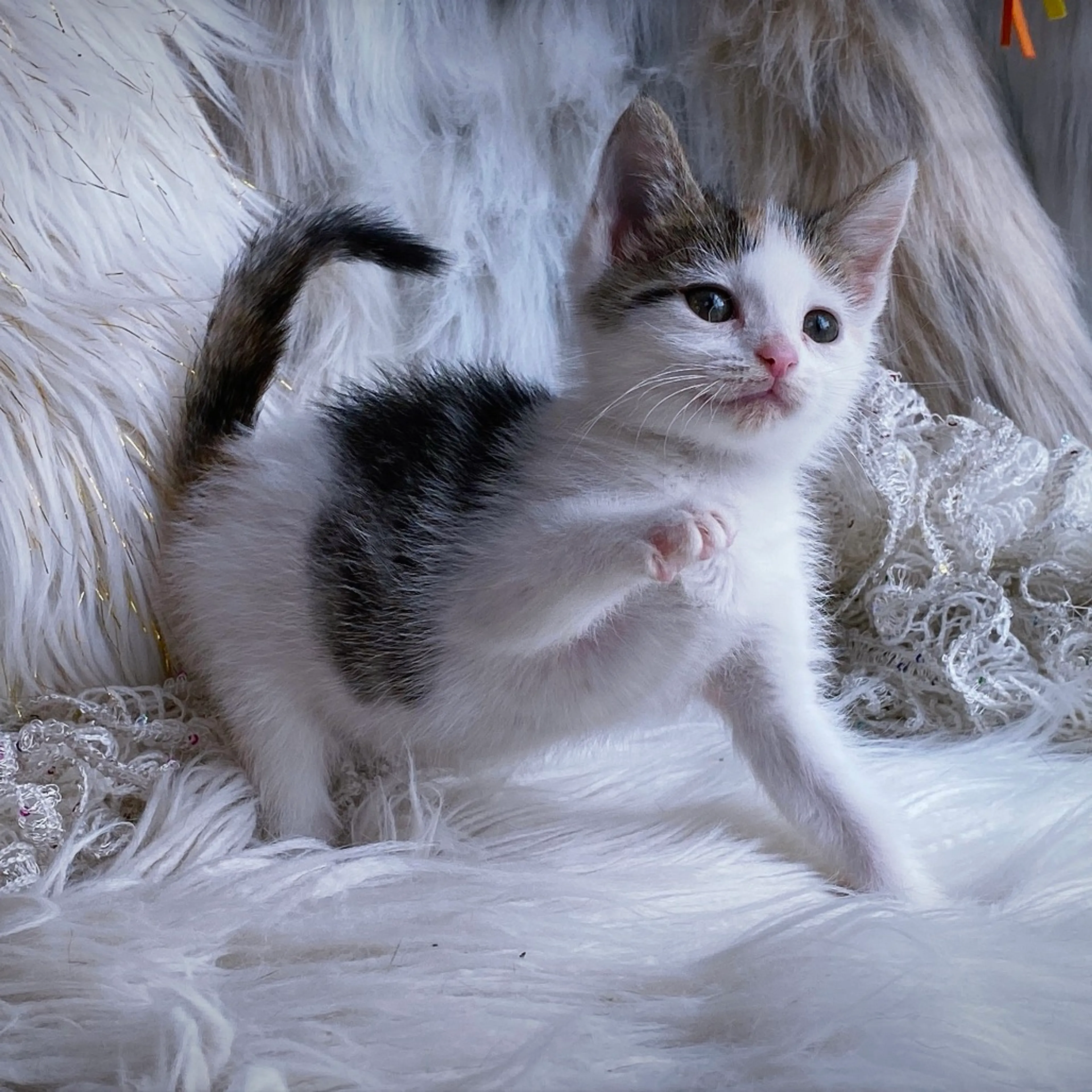 Found pet-1