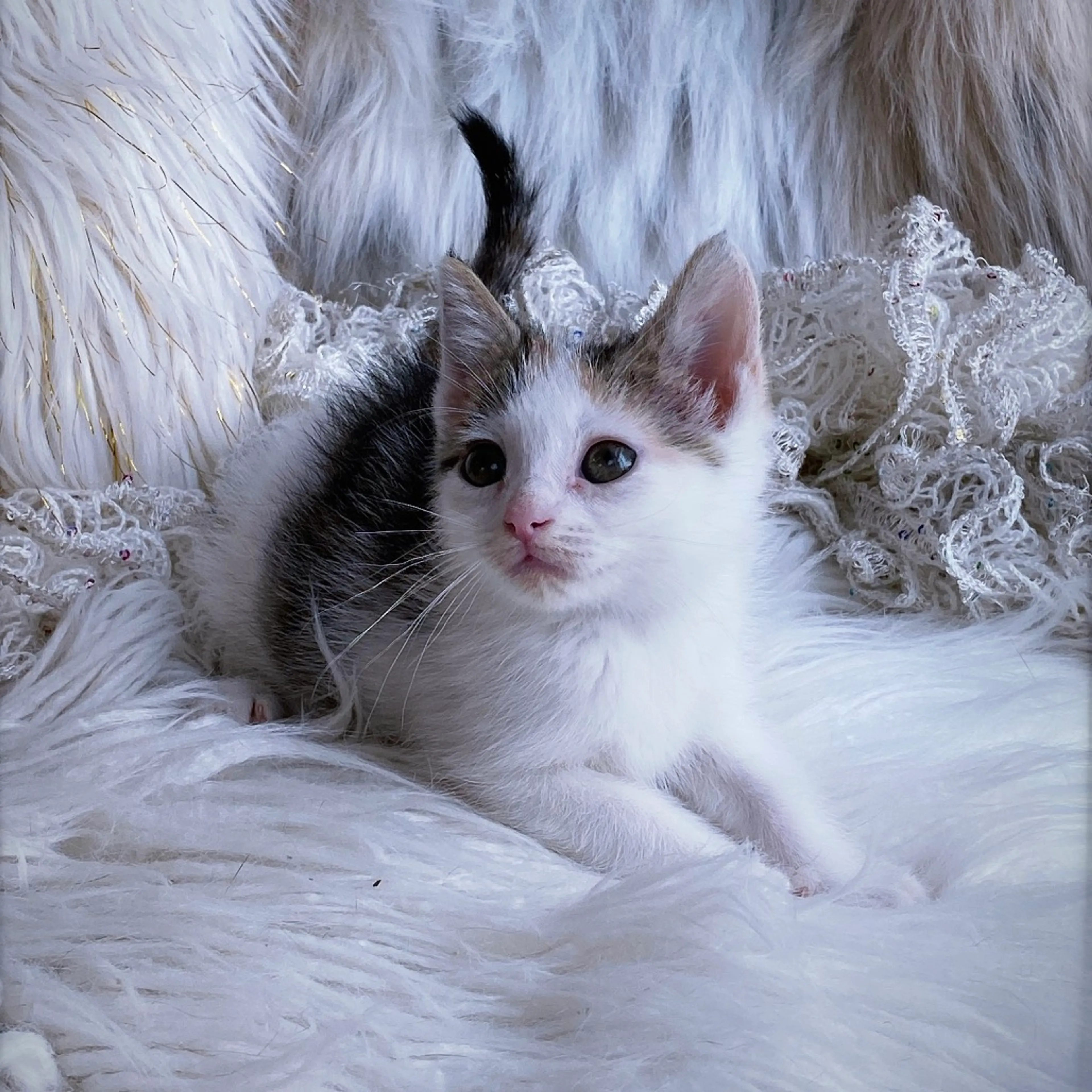 Found pet-6
