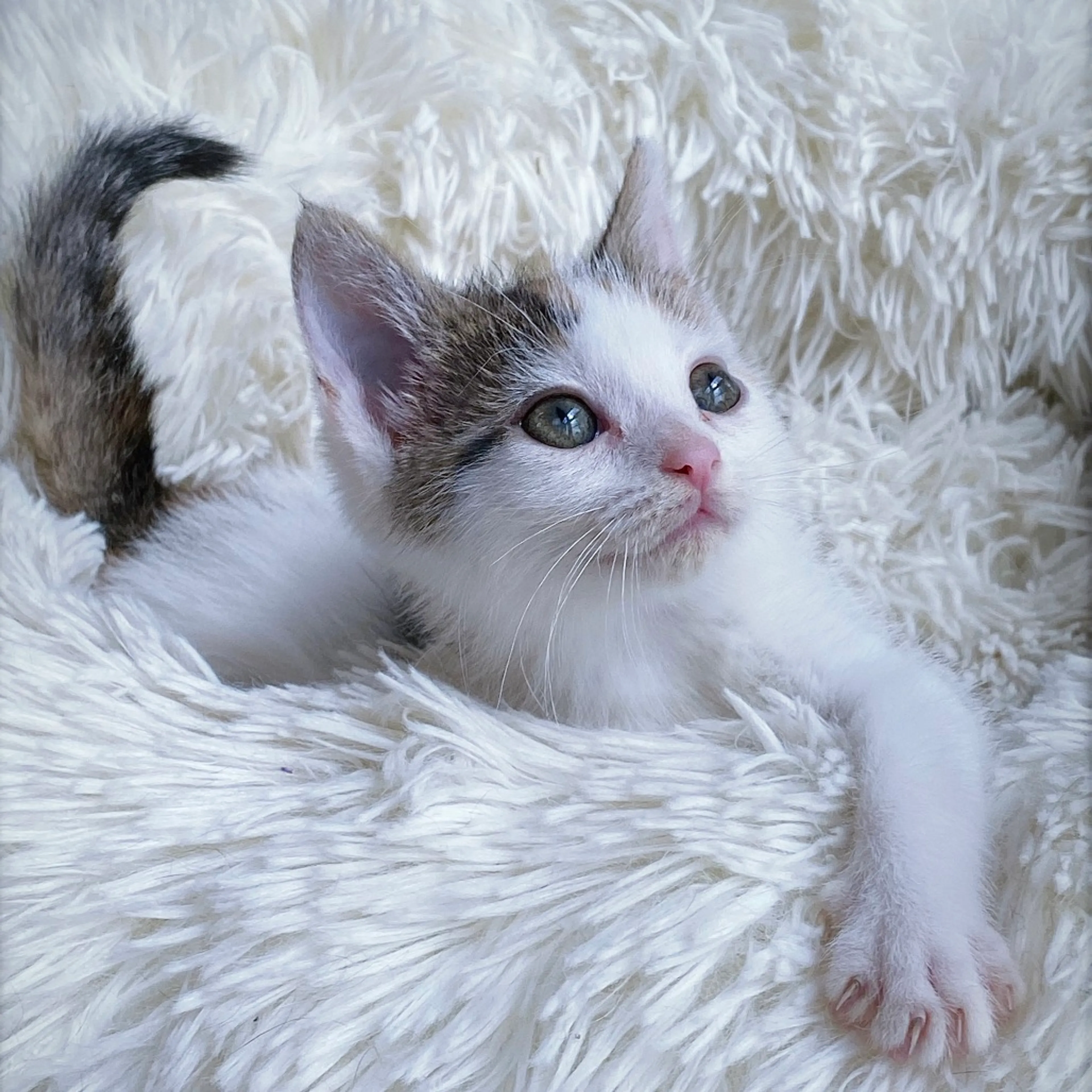 Found pet-8