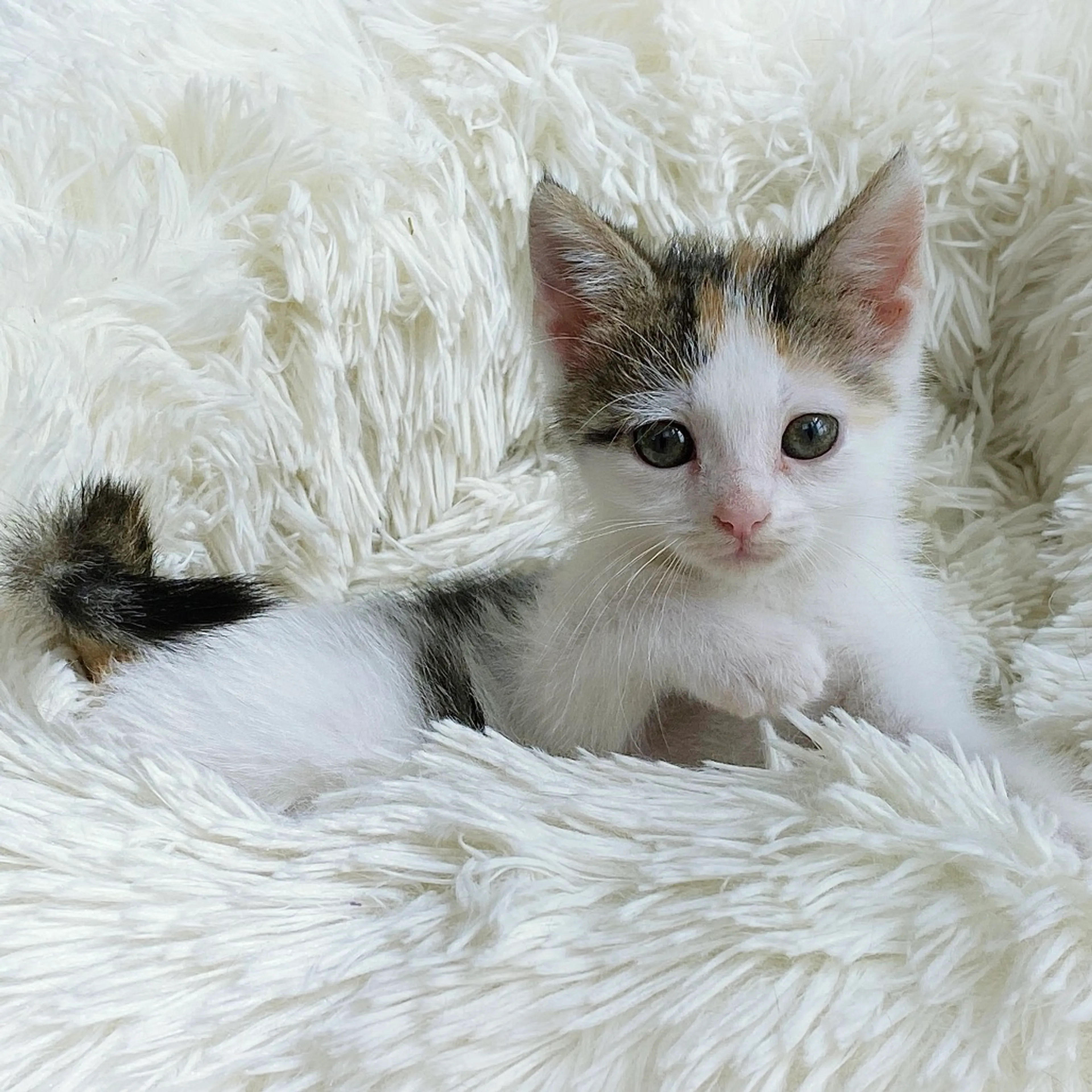 Found pet-7