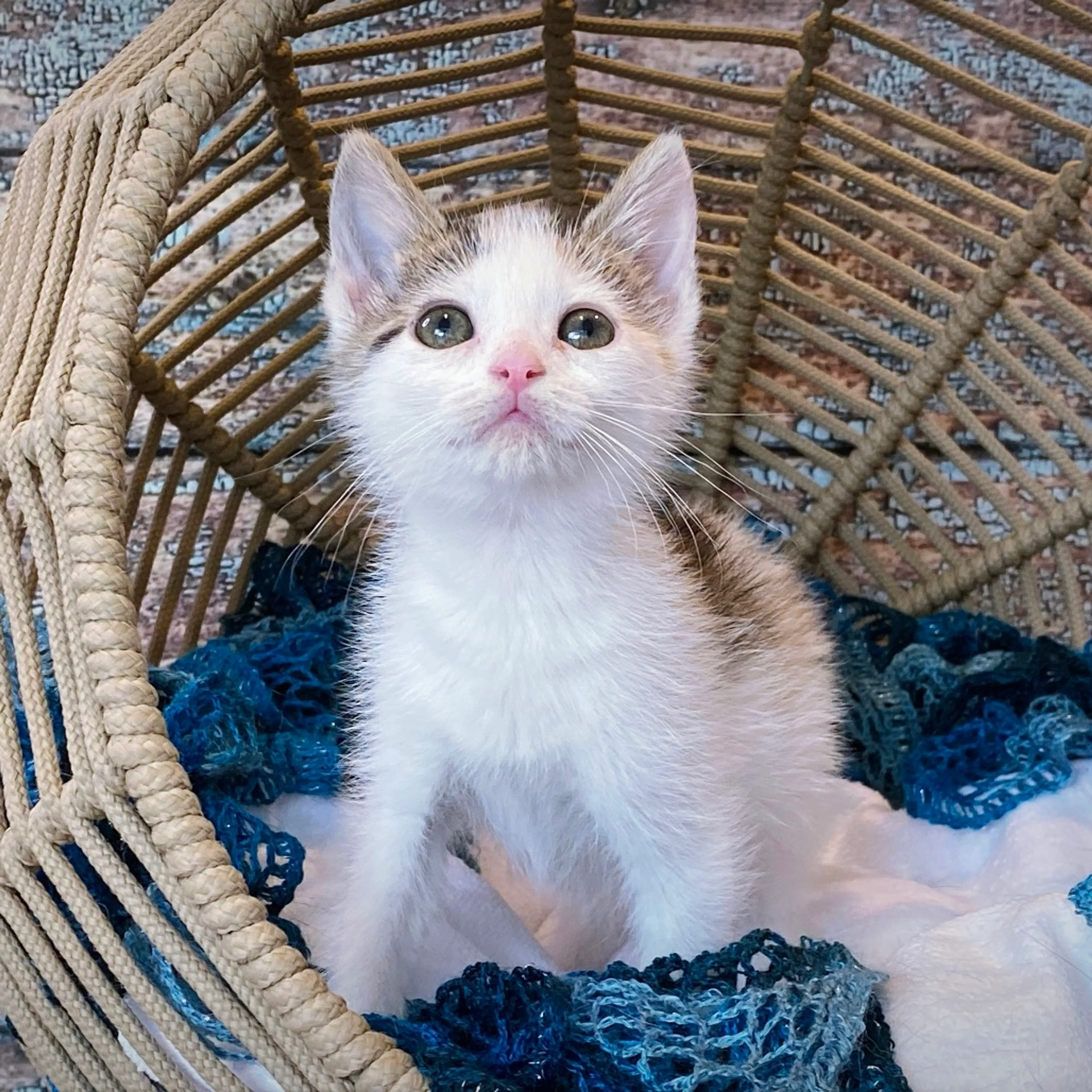 Found pet-4