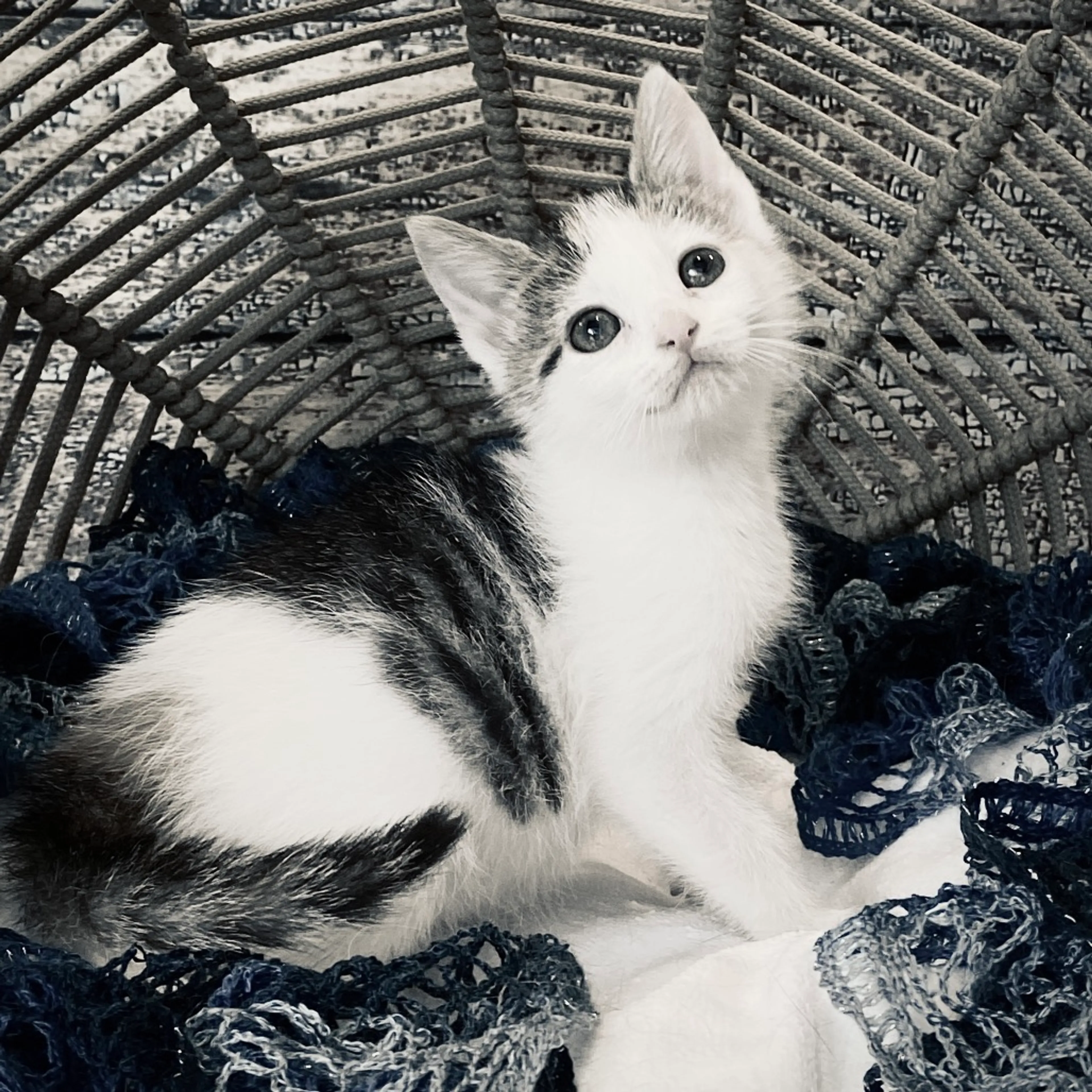 Found pet-5