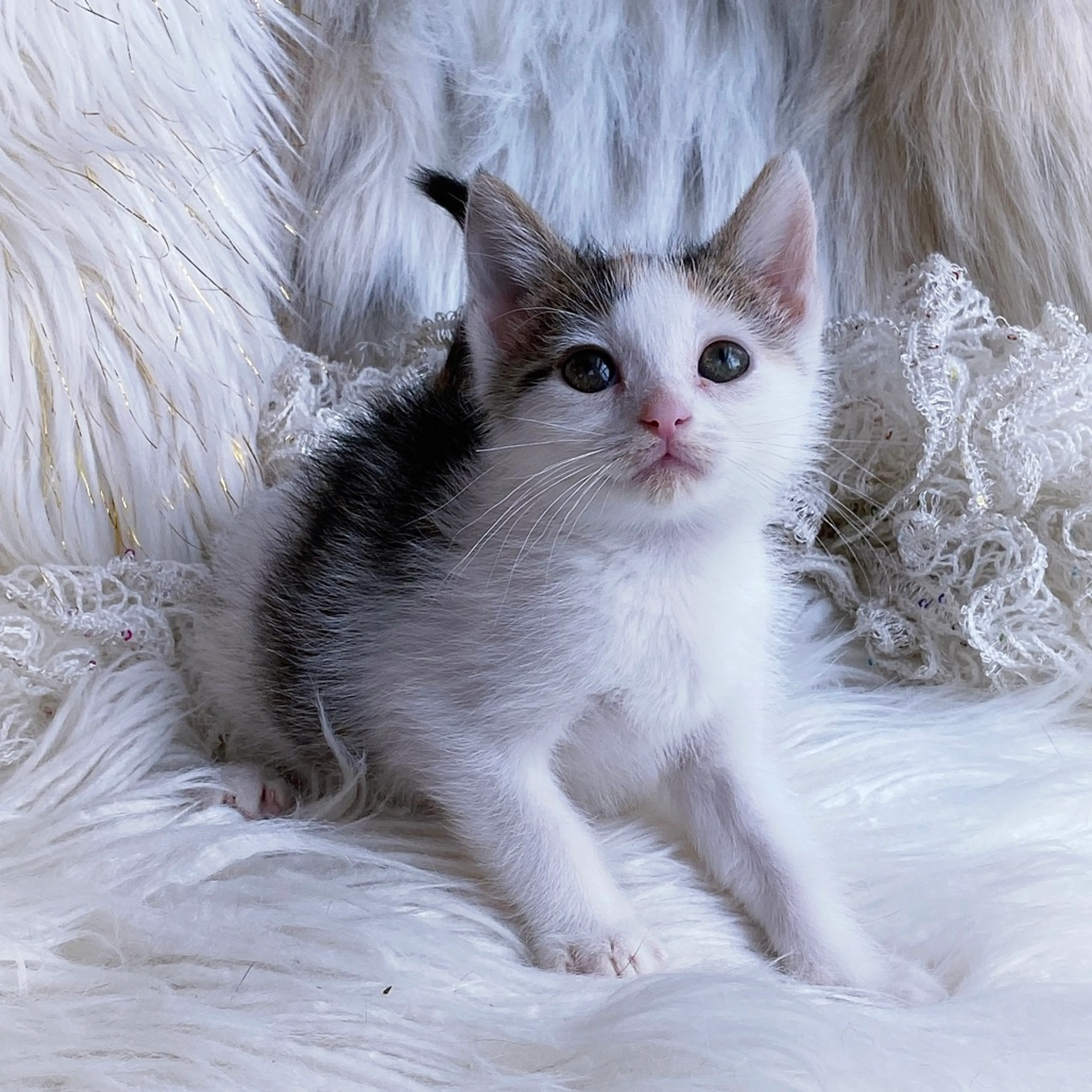 Found pet-2