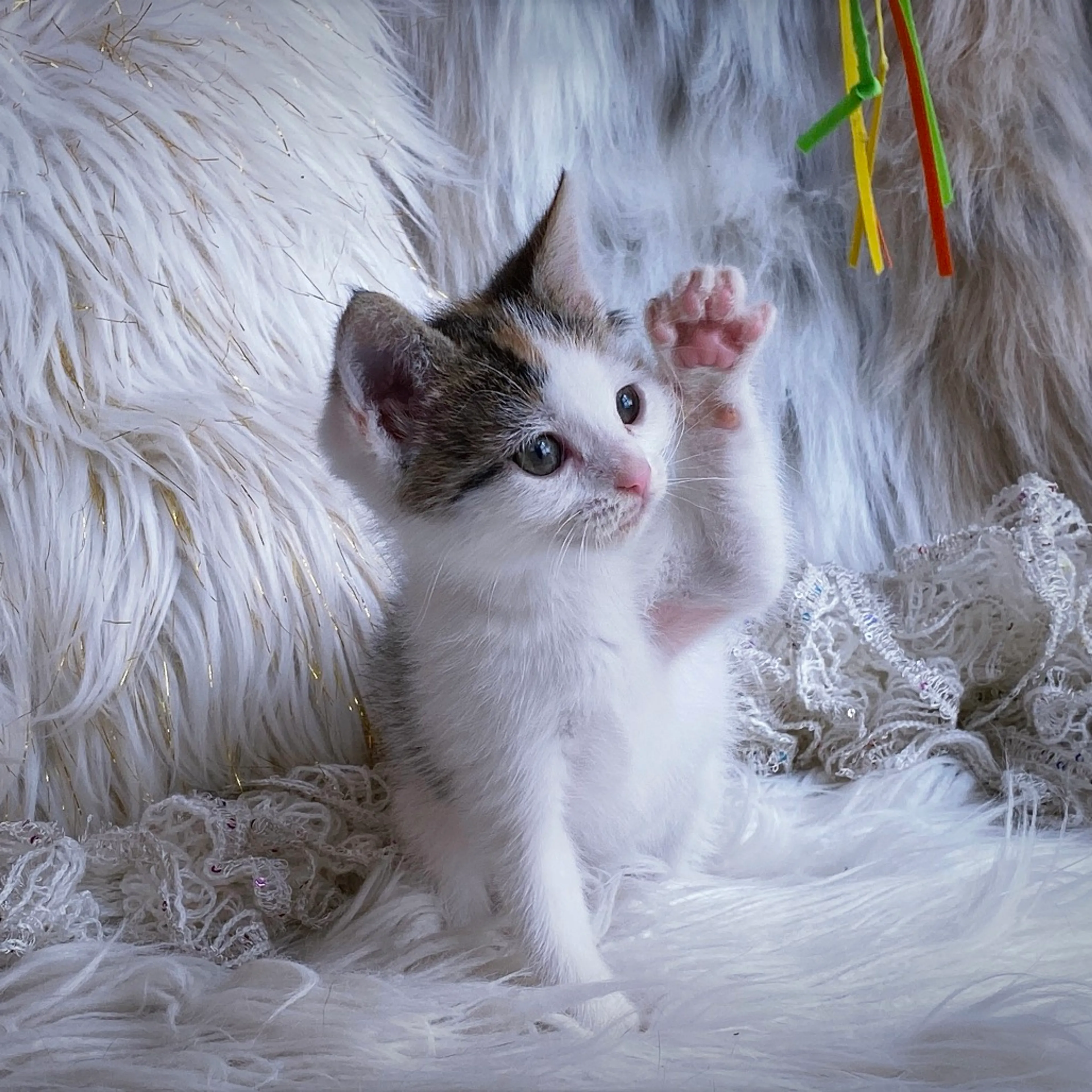 Found pet-3