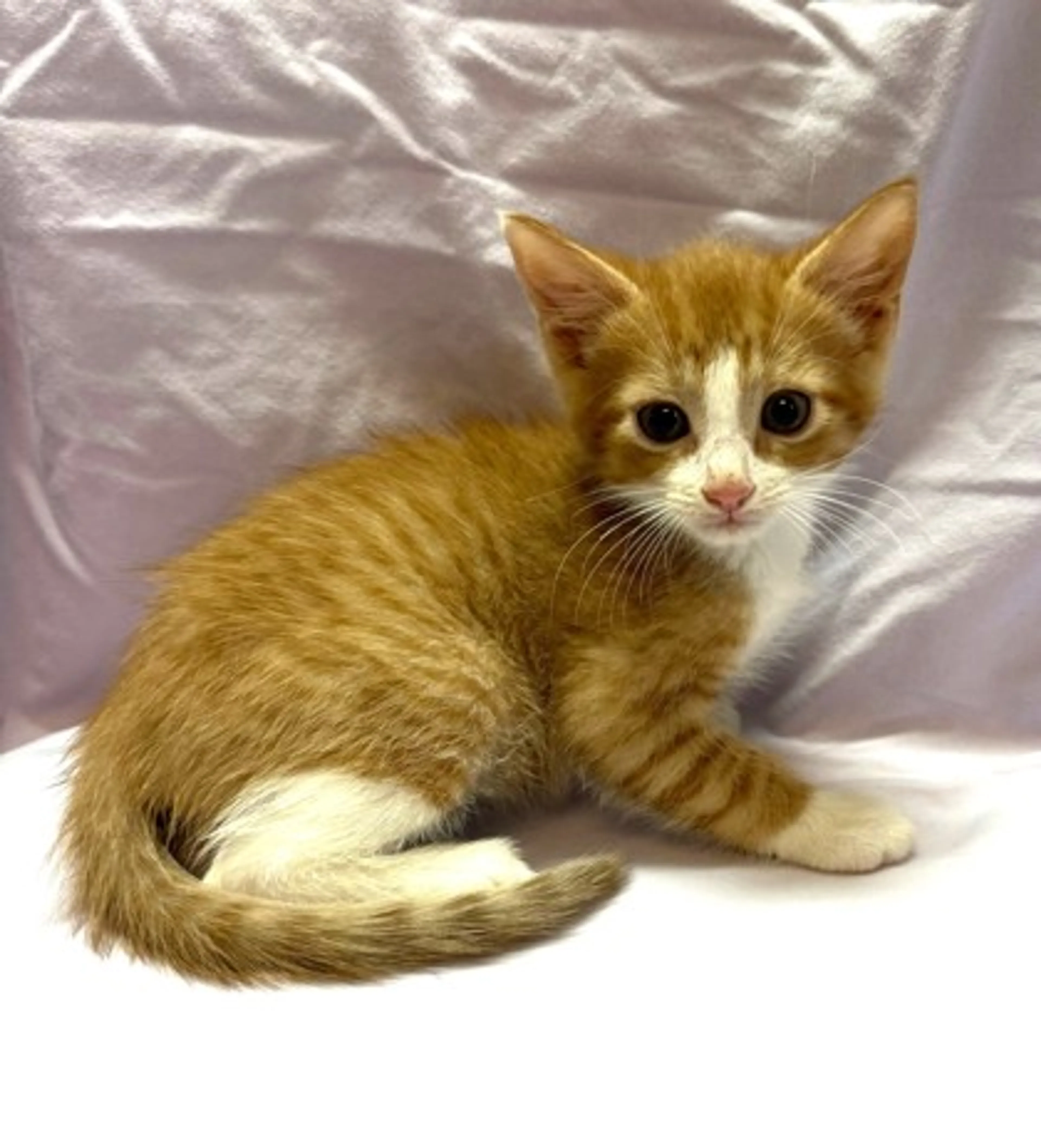 Found pet-2