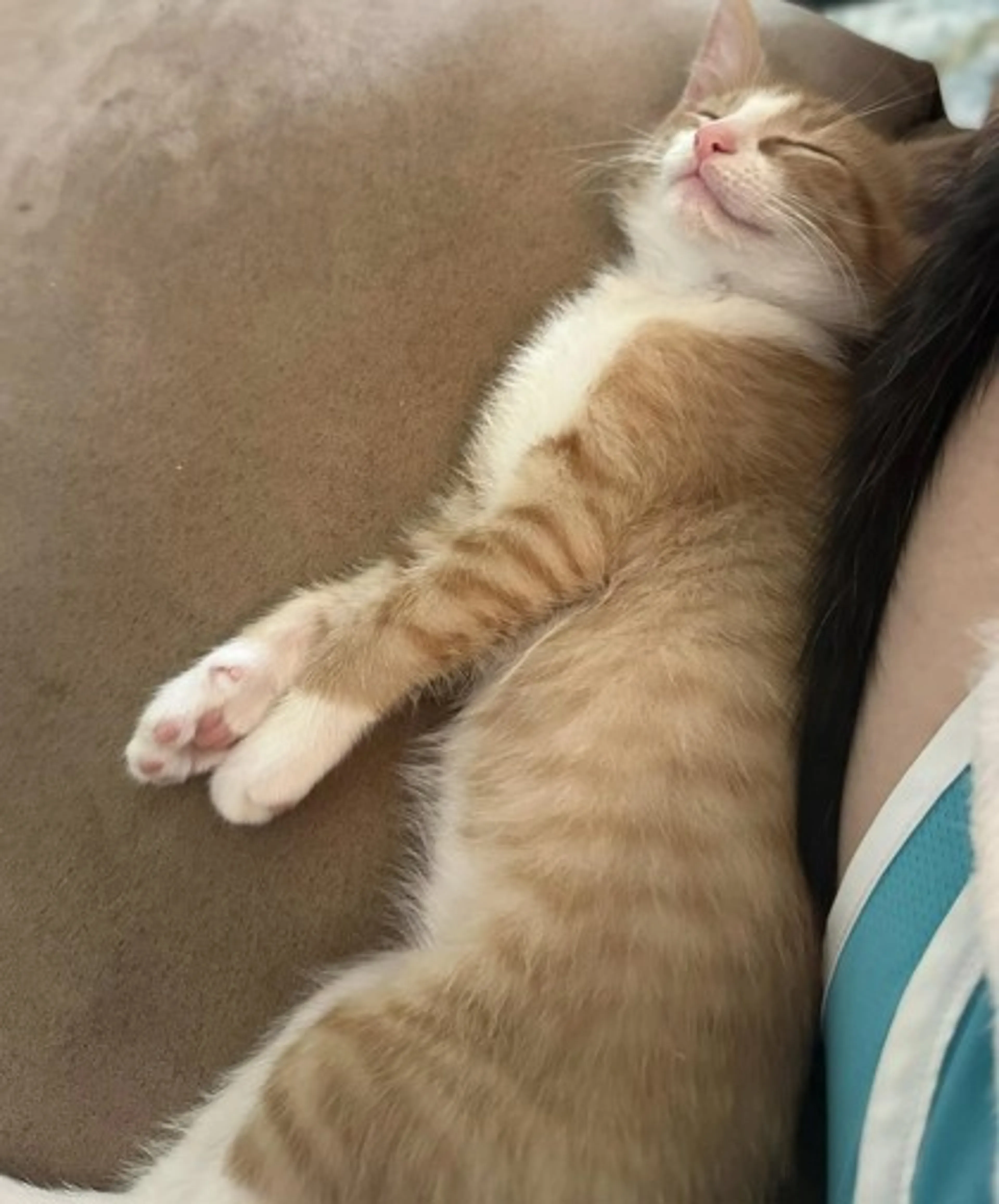 Found pet-1