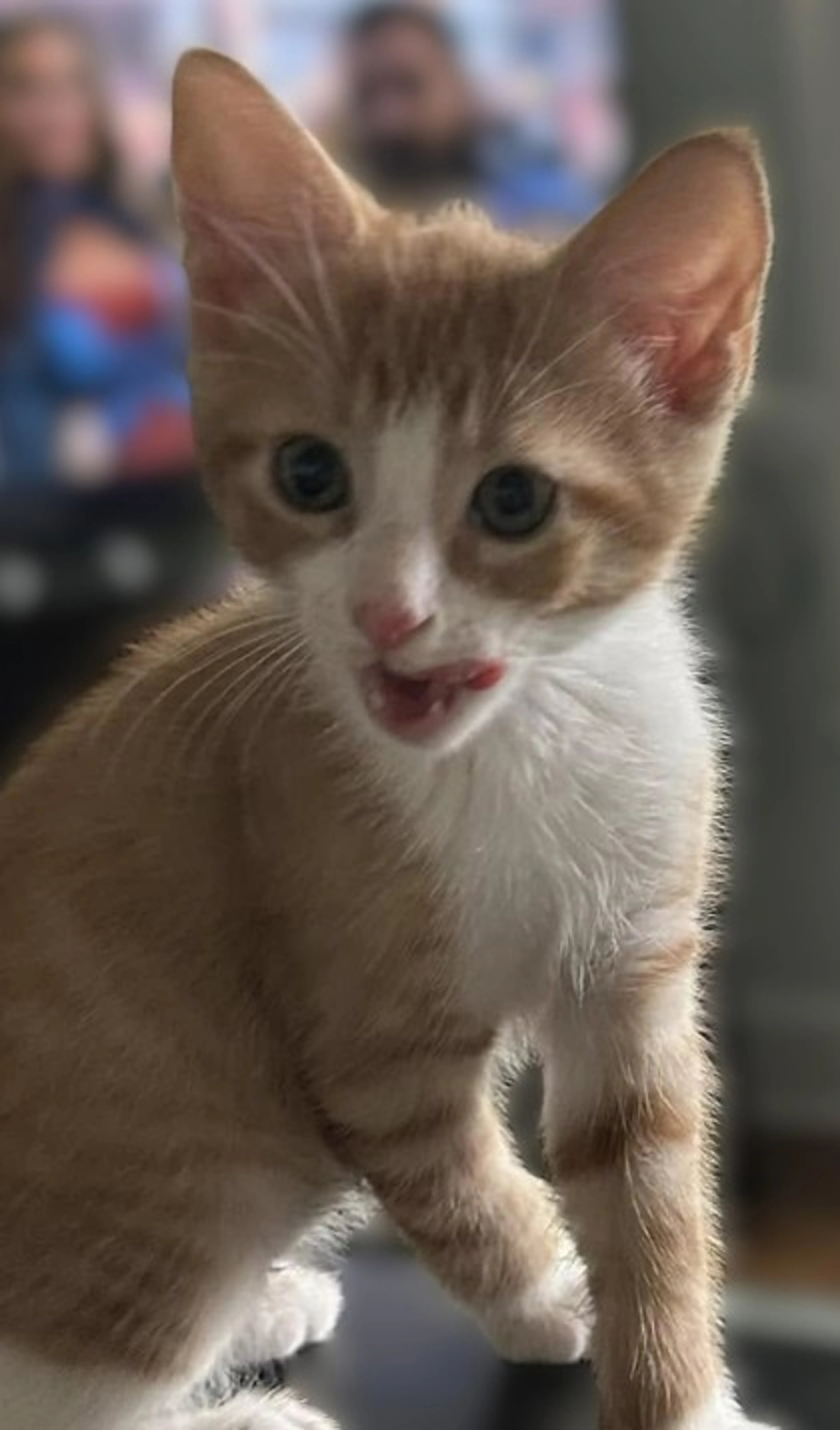Found pet-0