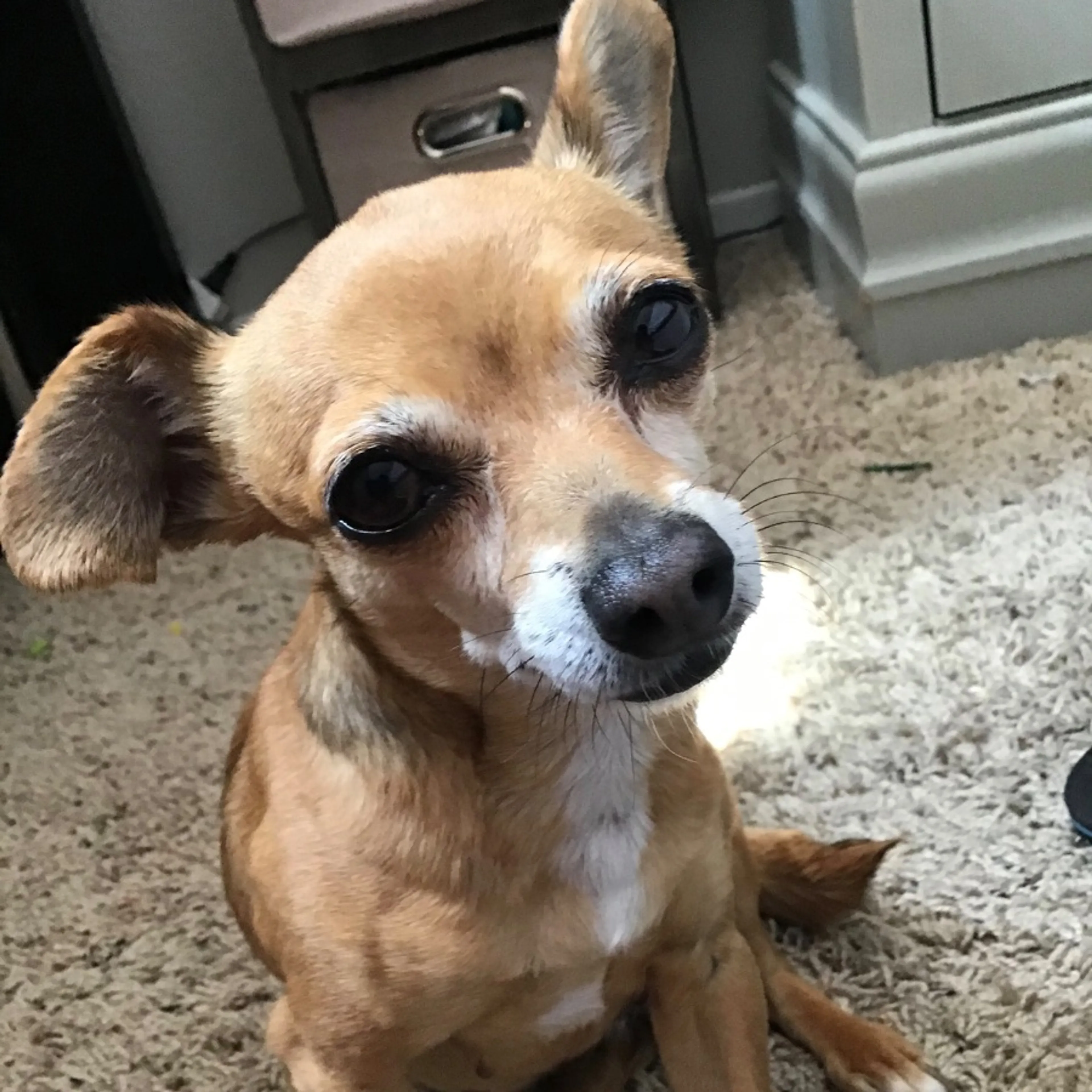 Lost pet-0