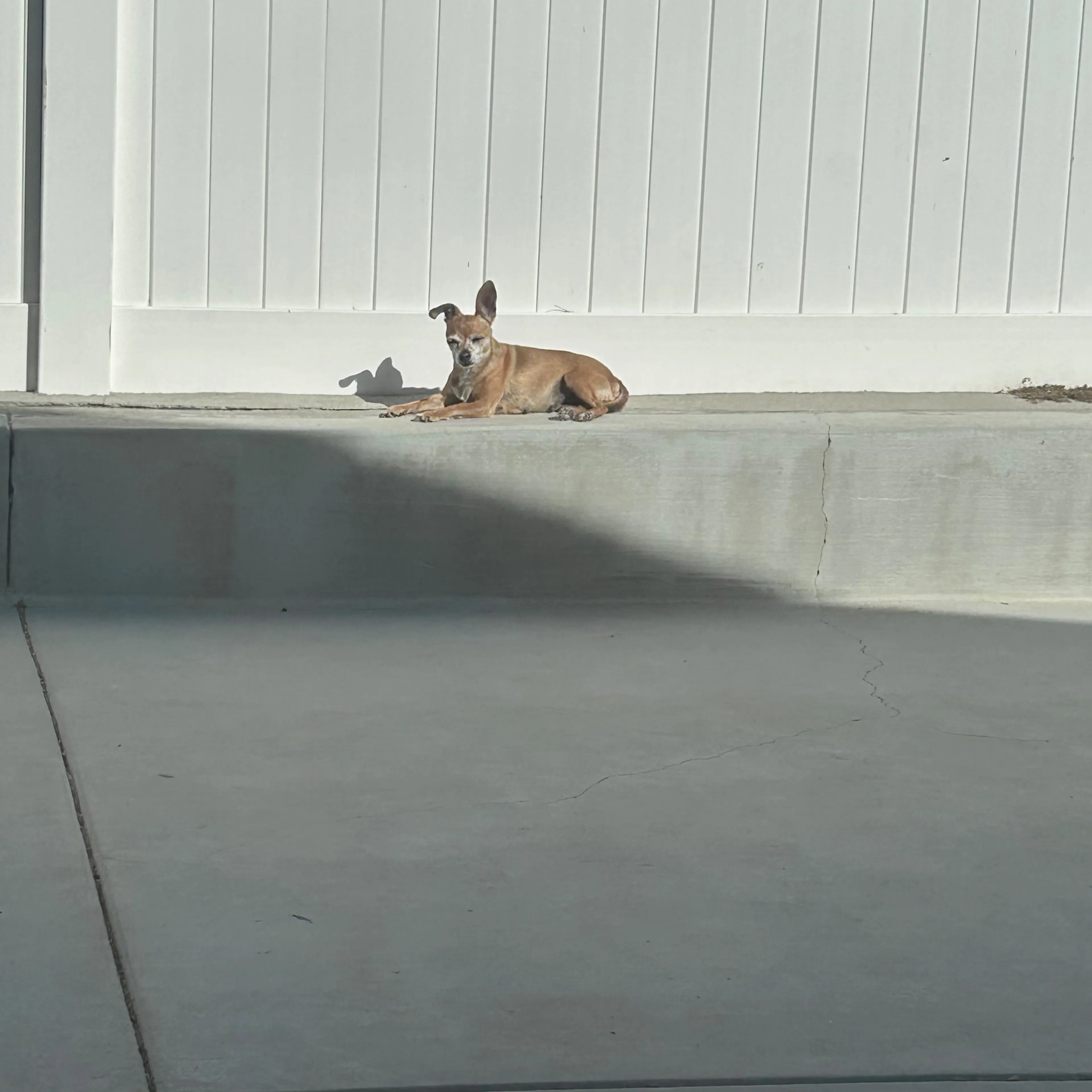 Lost pet-1