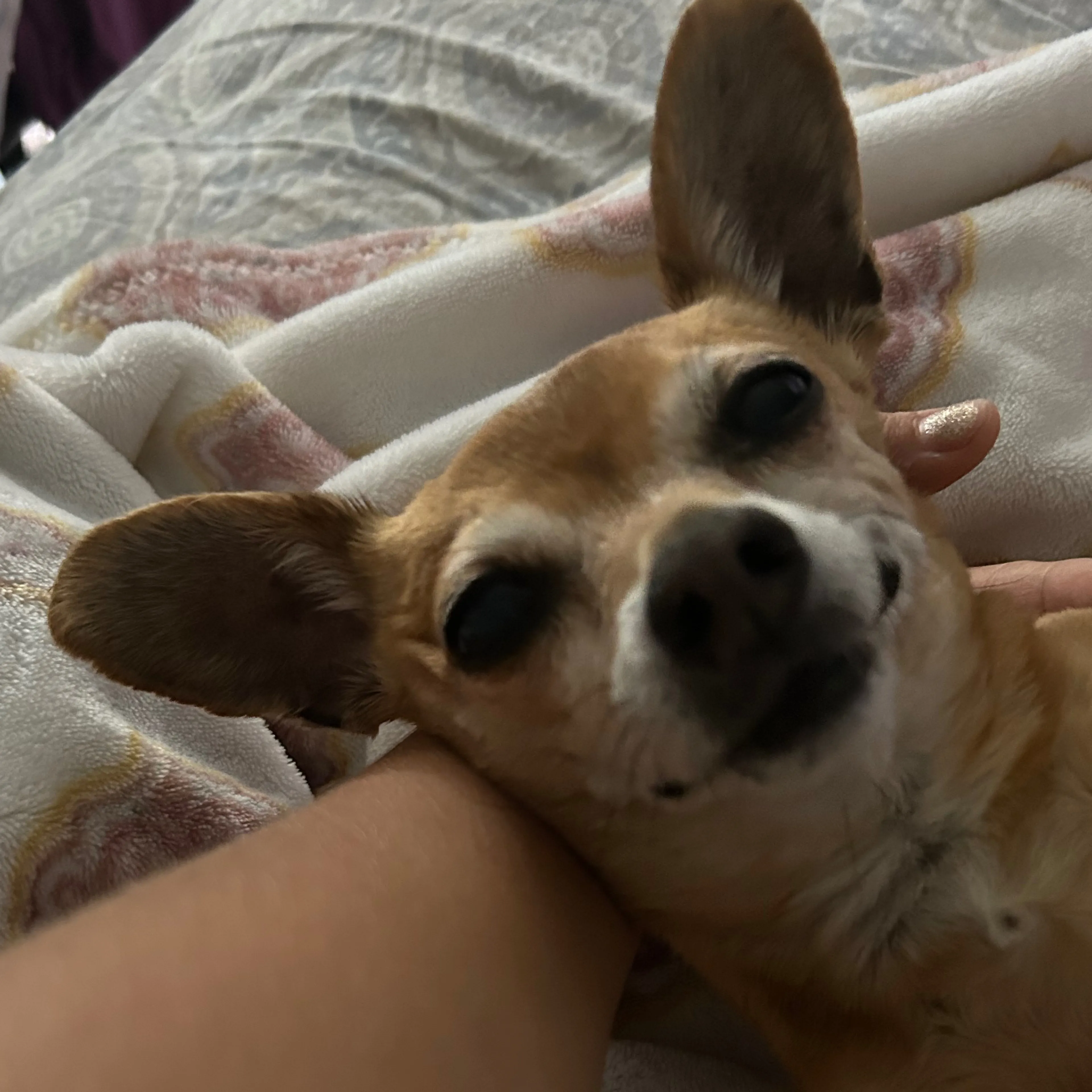 Lost pet-2