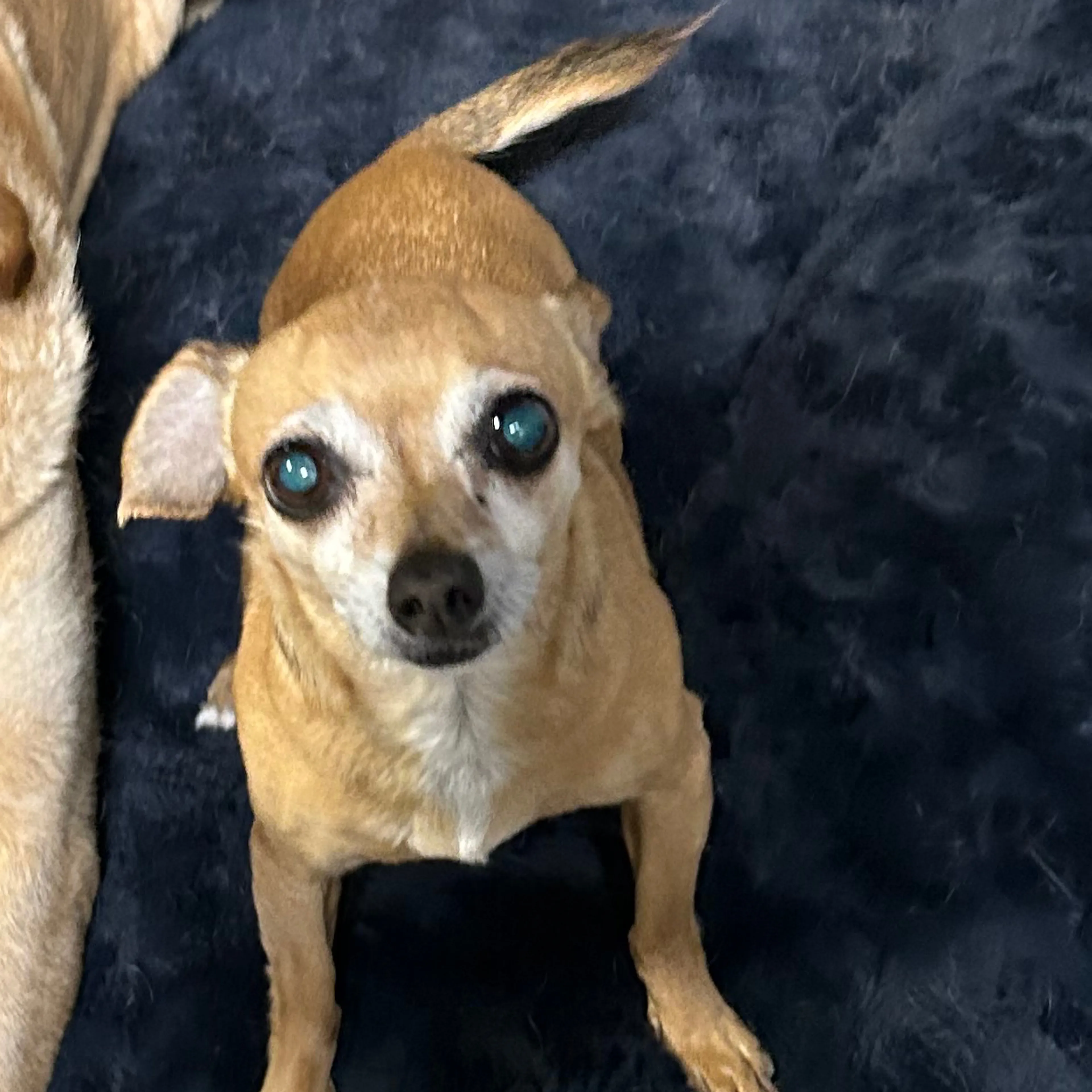 Lost pet-3