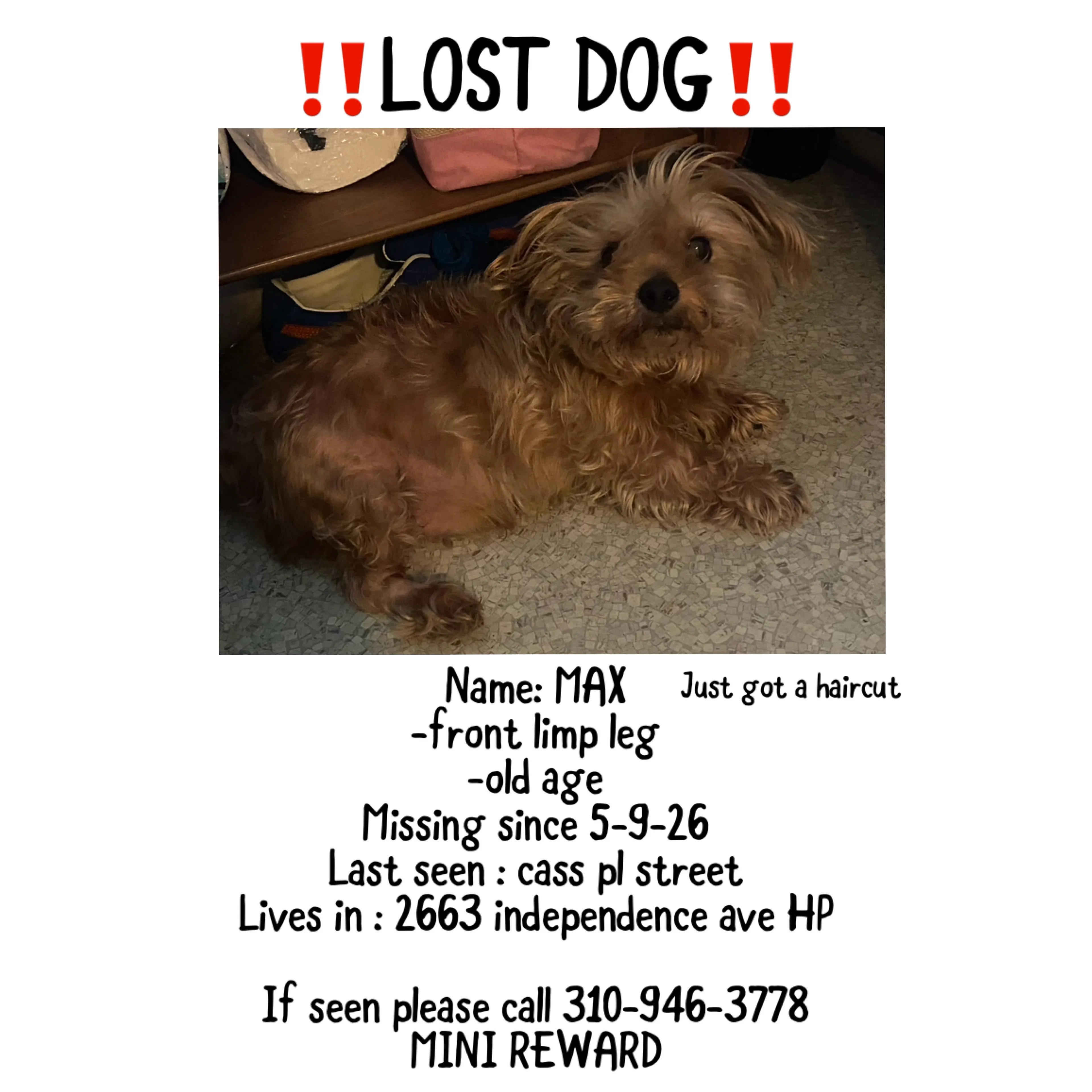 Lost pet