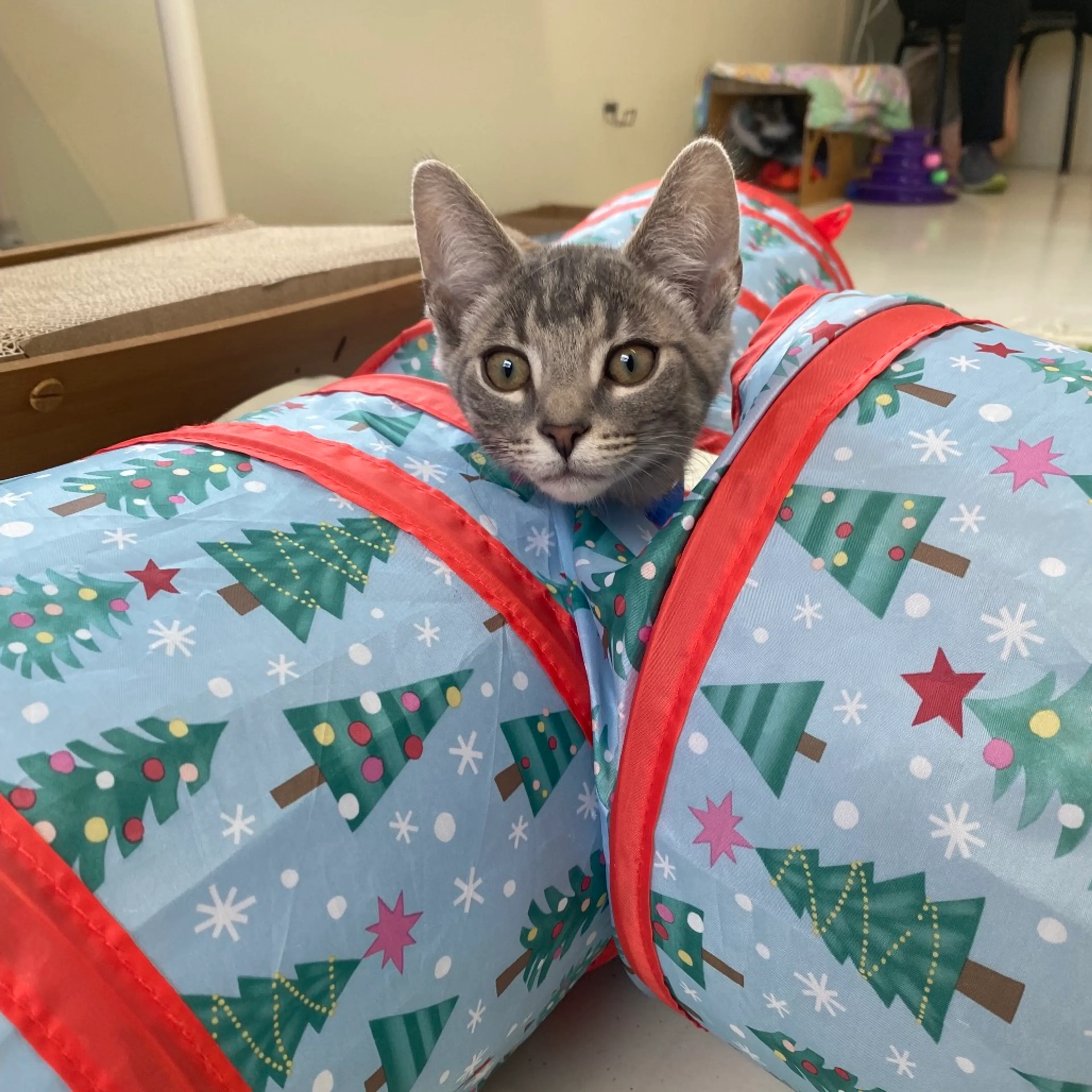 Found pet-1