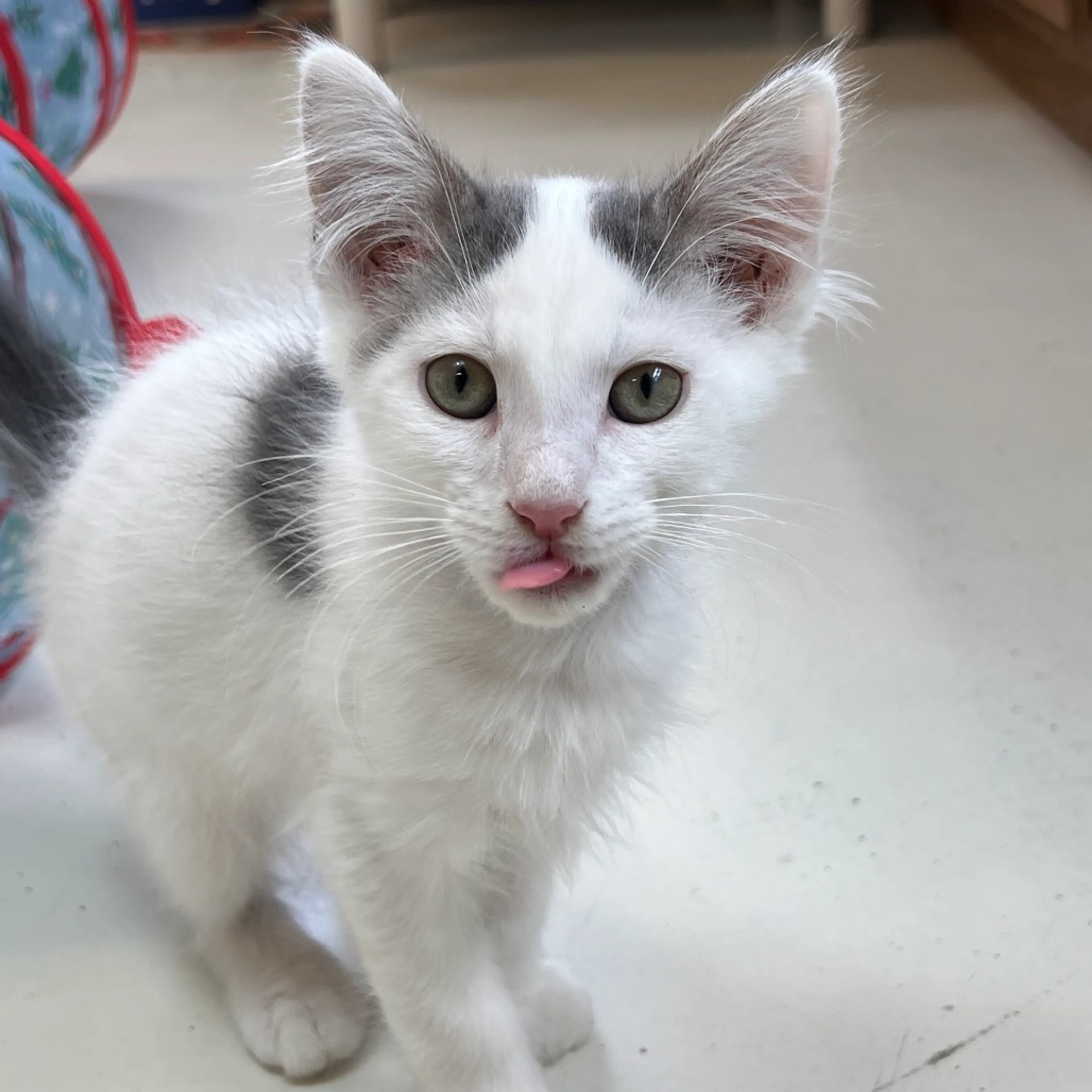 Found pet-0