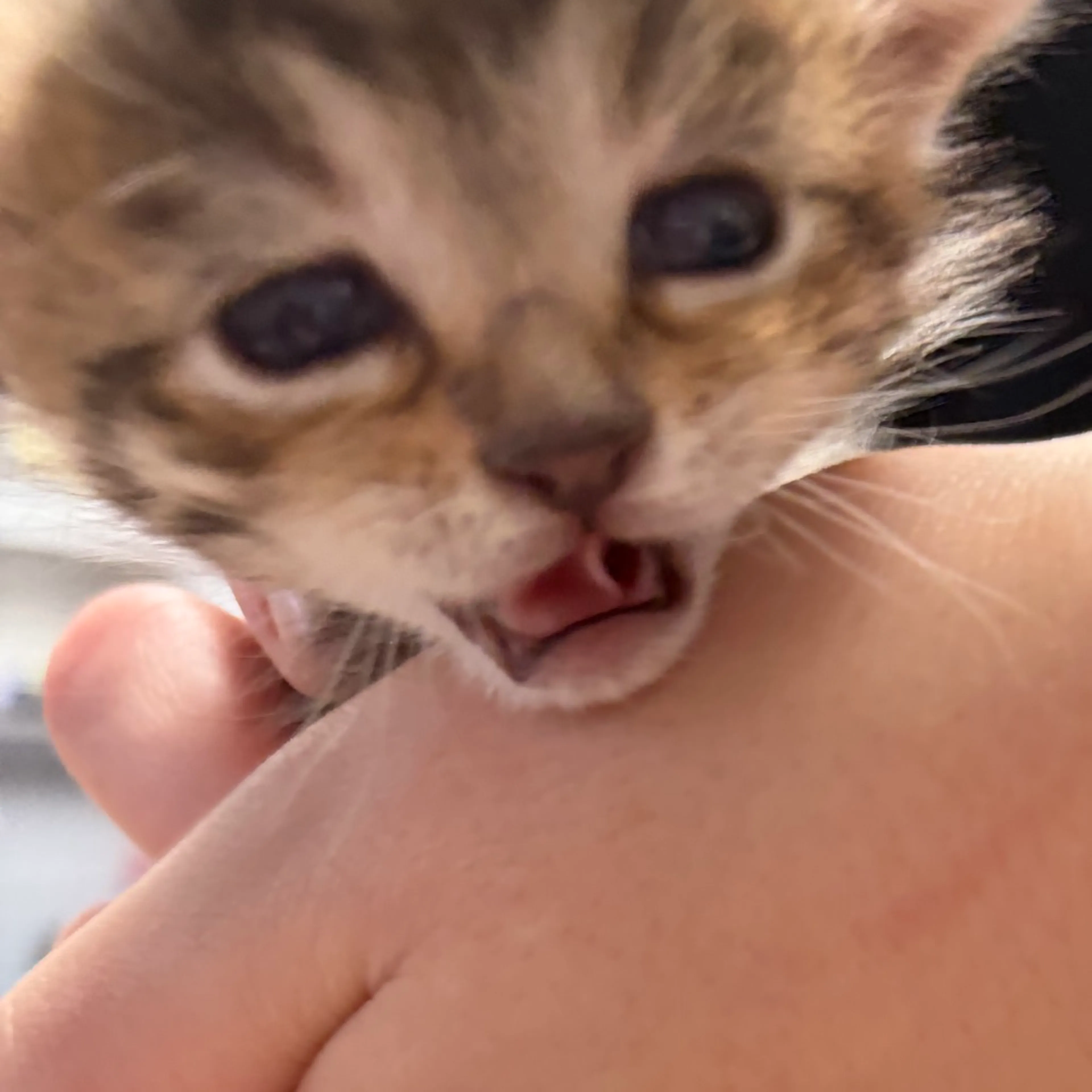Found pet-1