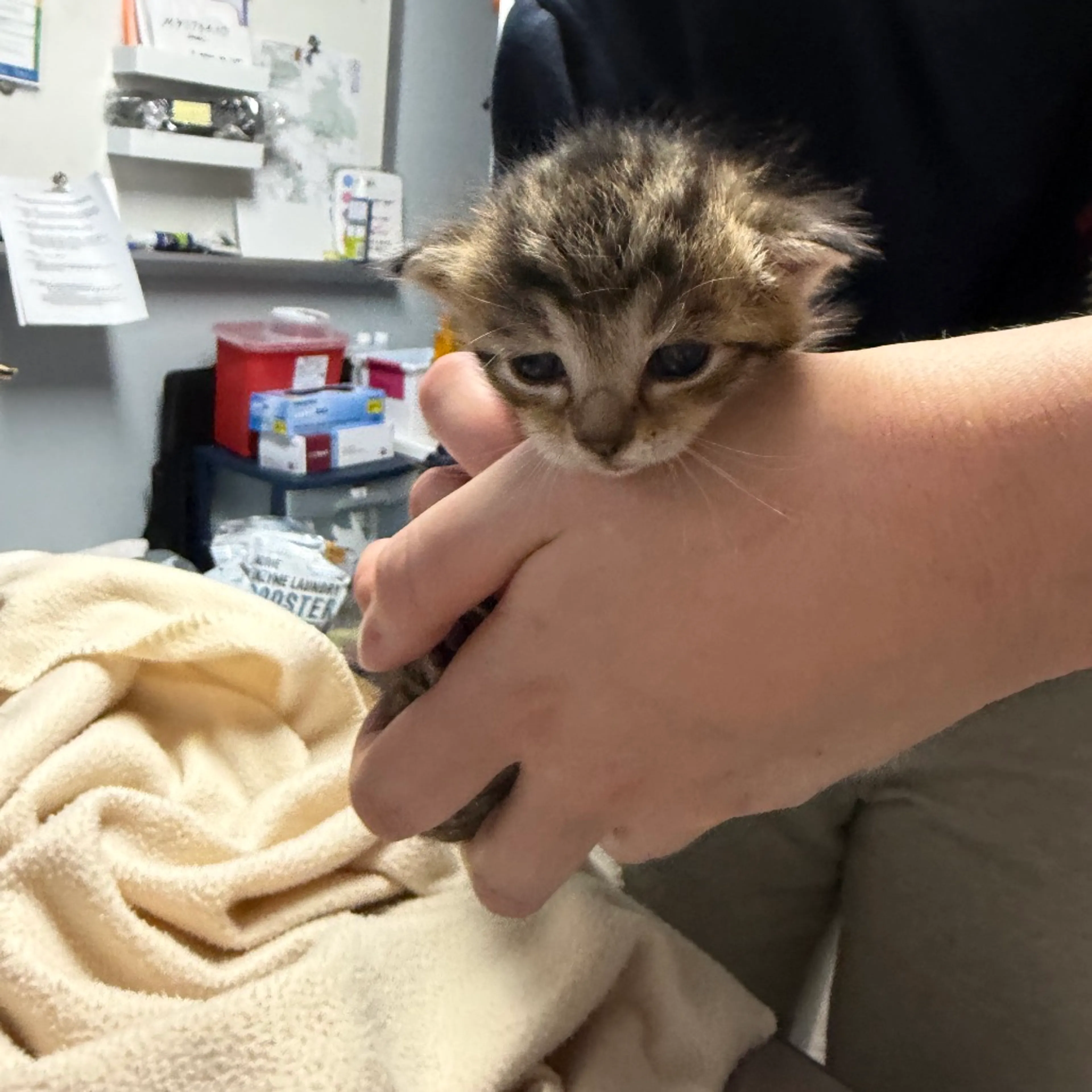 Found pet-0