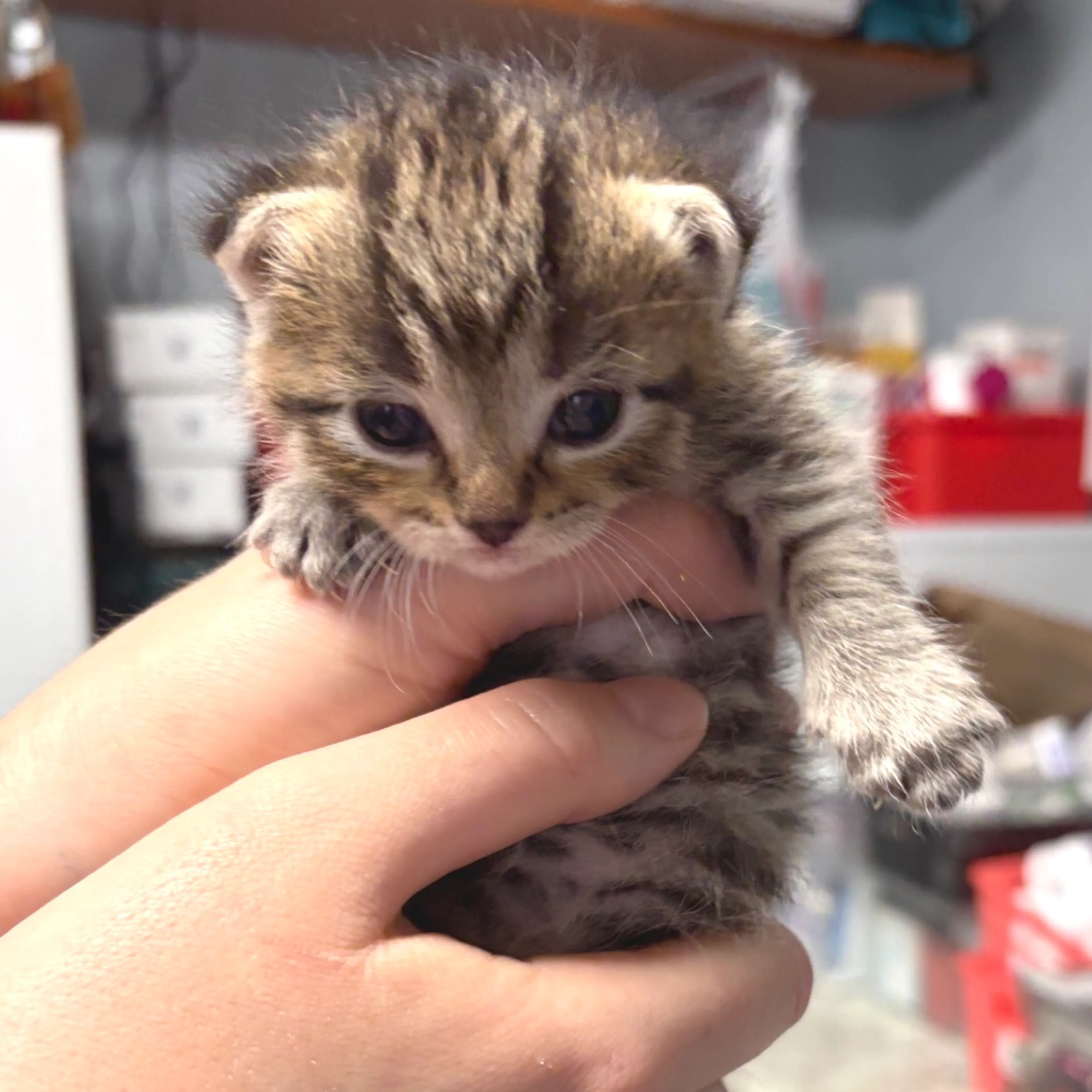 Found pet