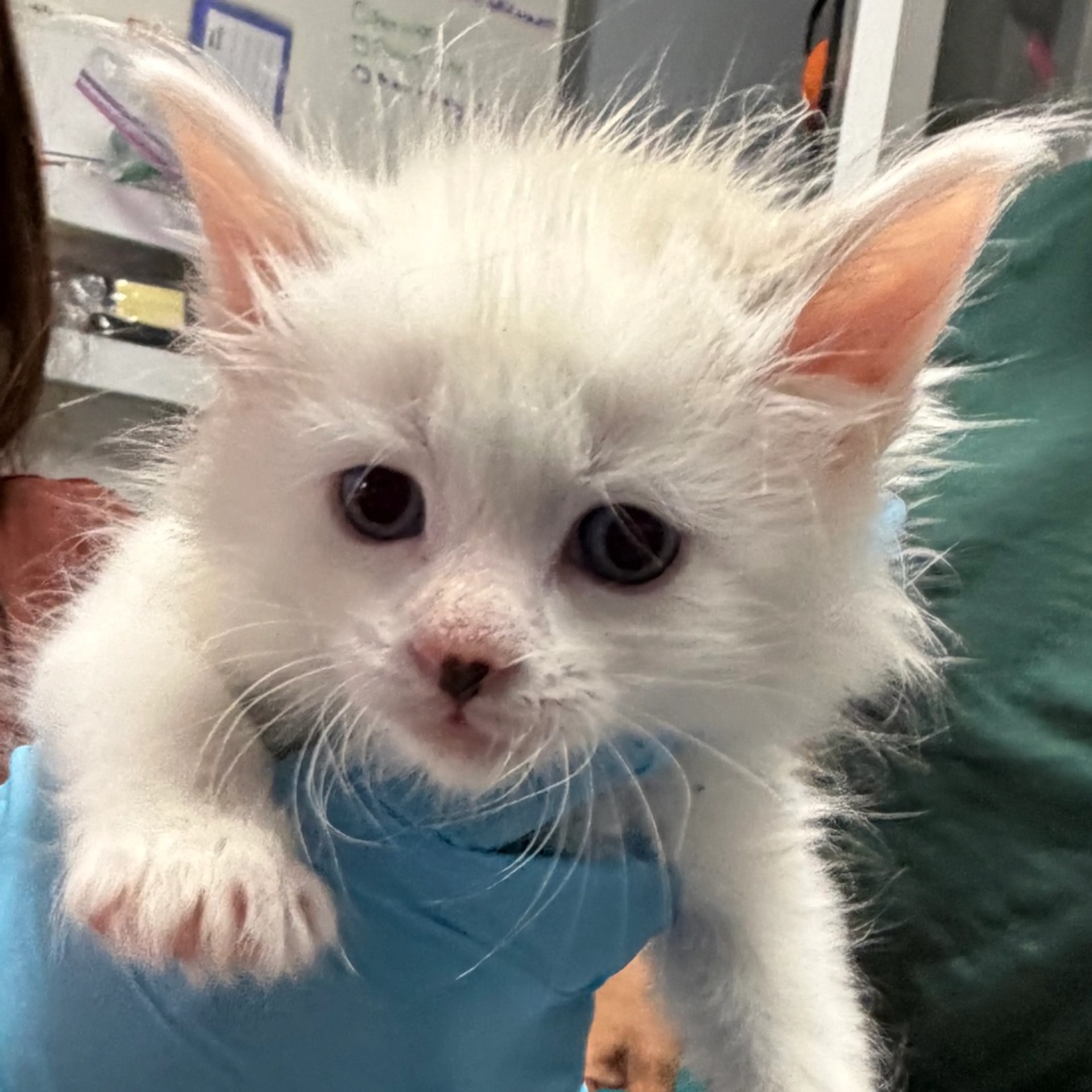 Found pet