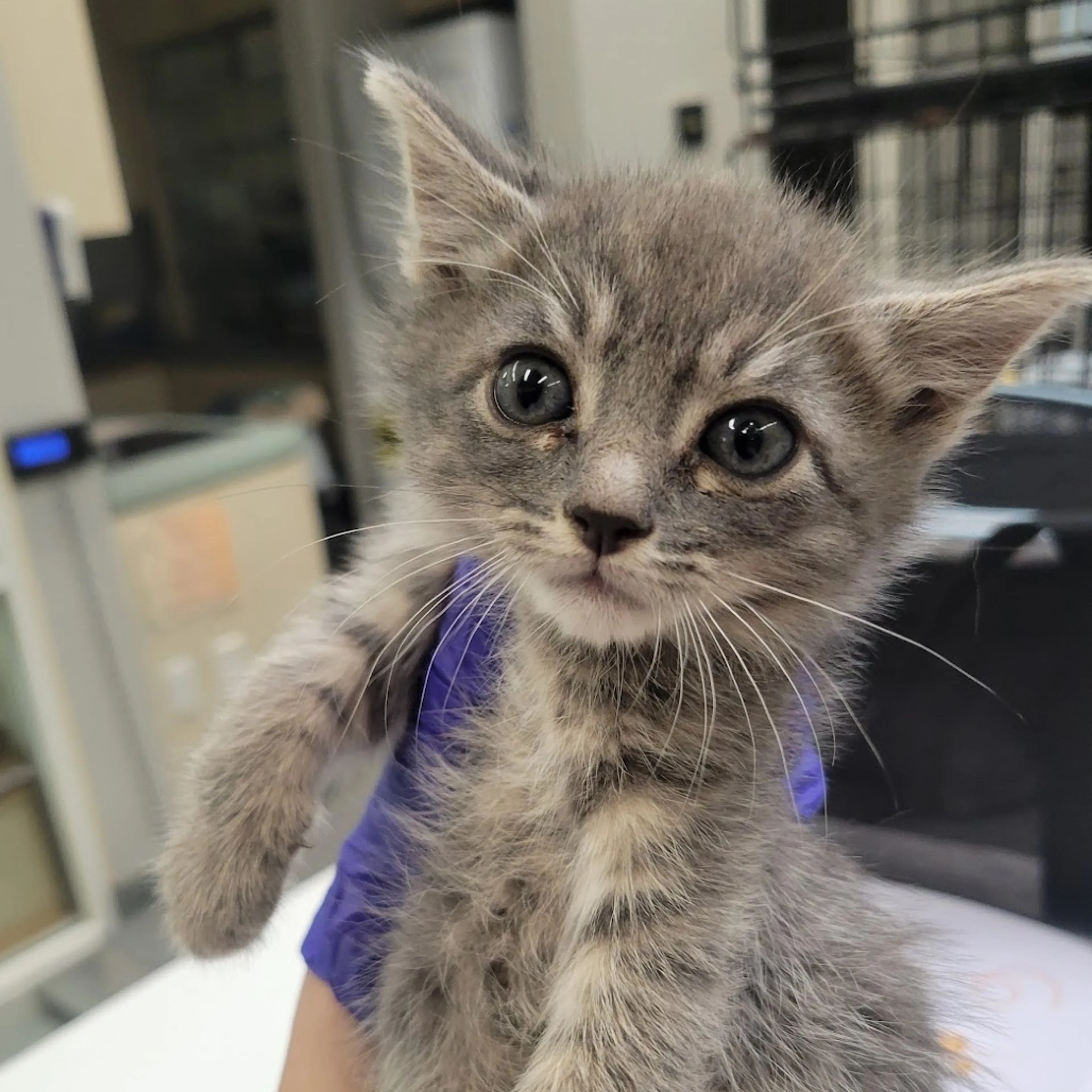 Found pet-1