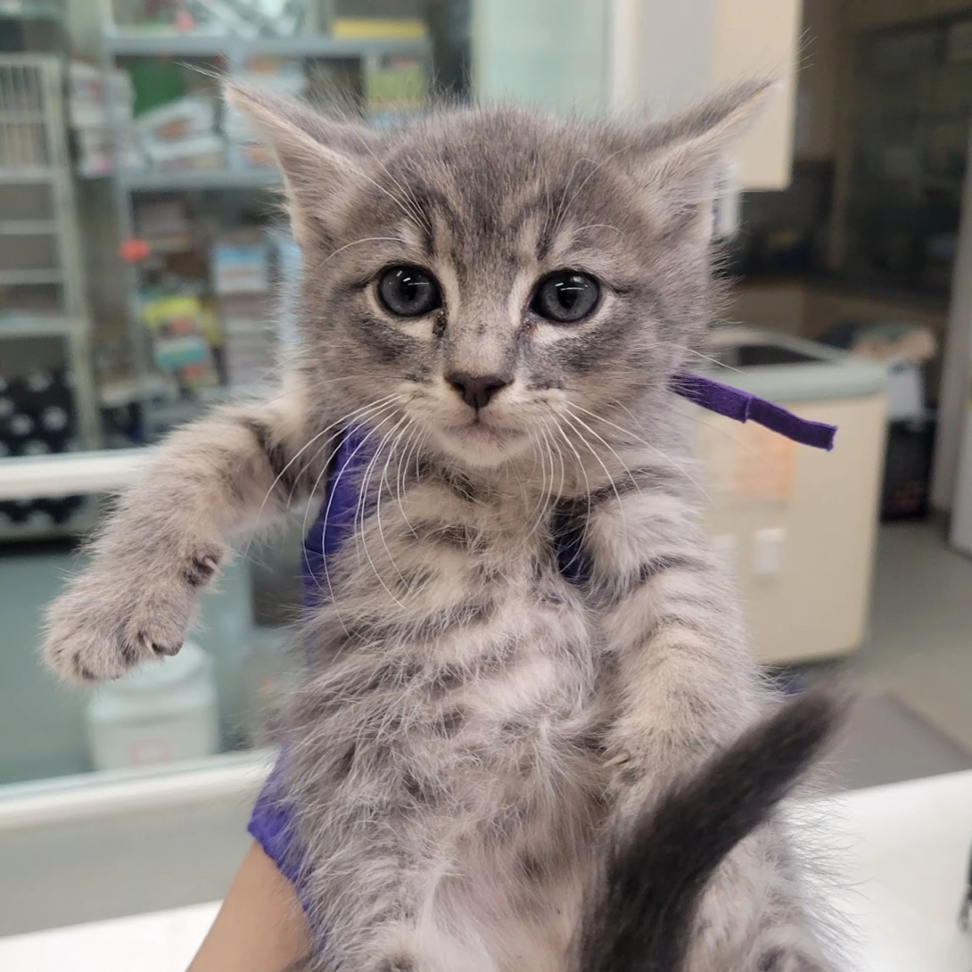 Found pet-1
