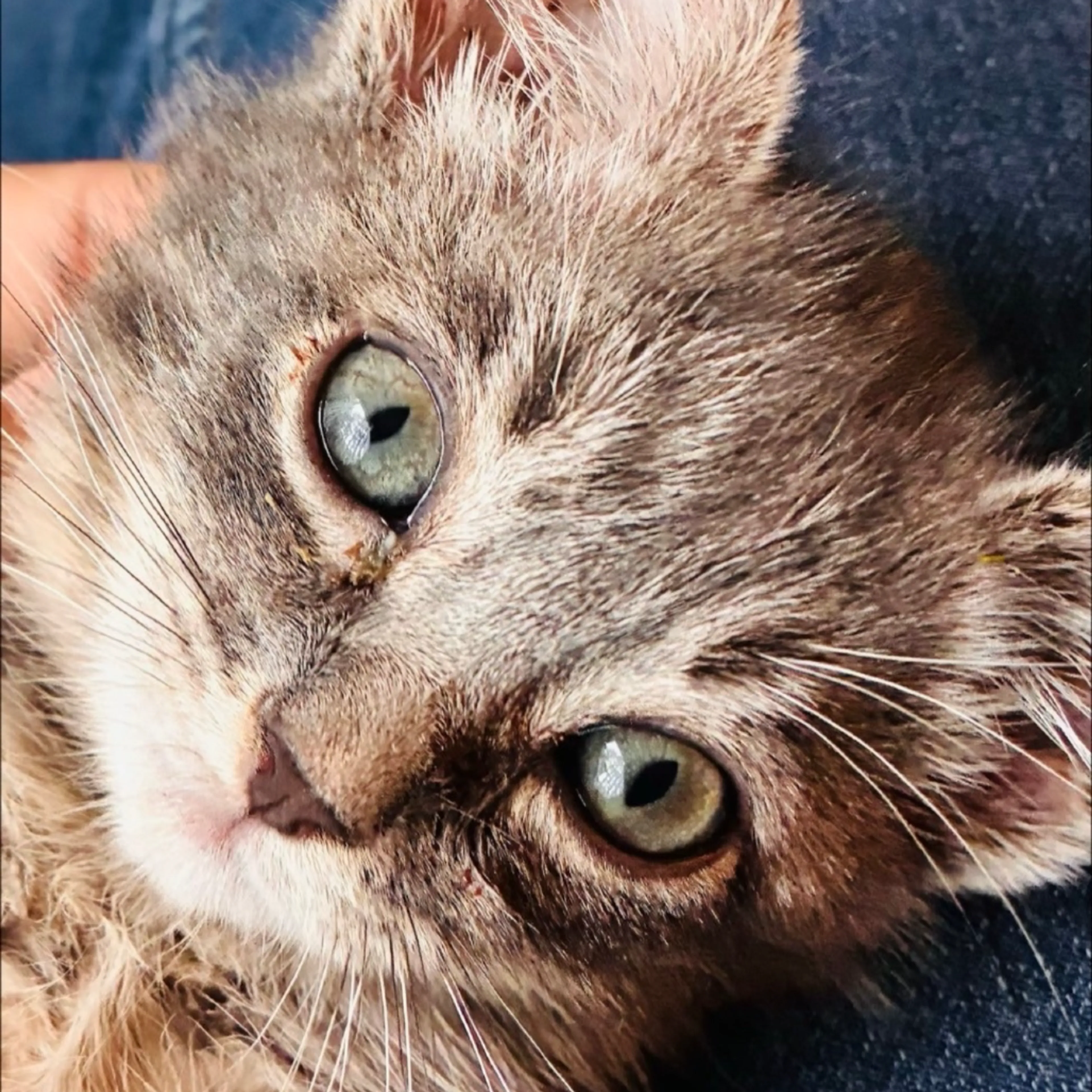 Found pet