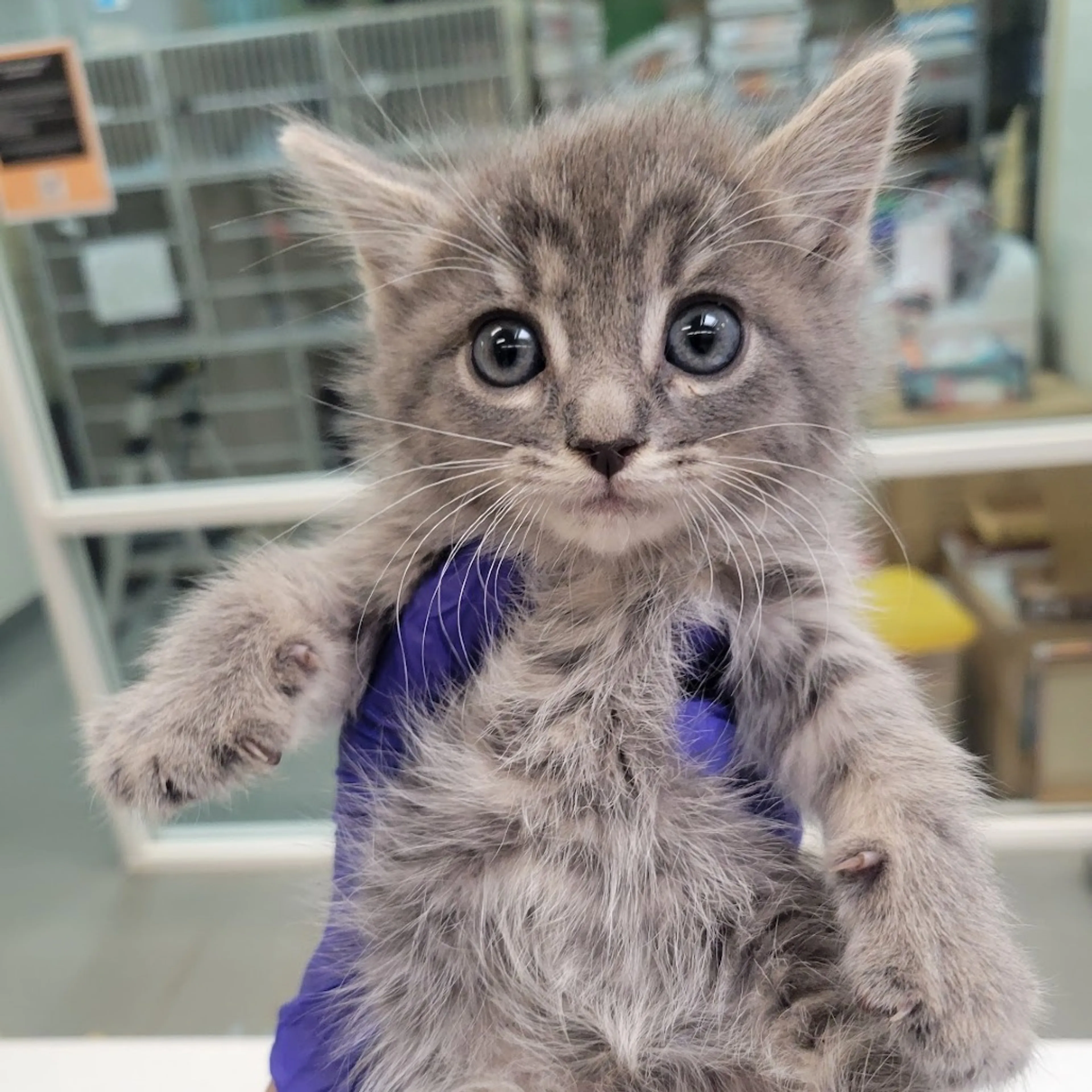Found pet-1