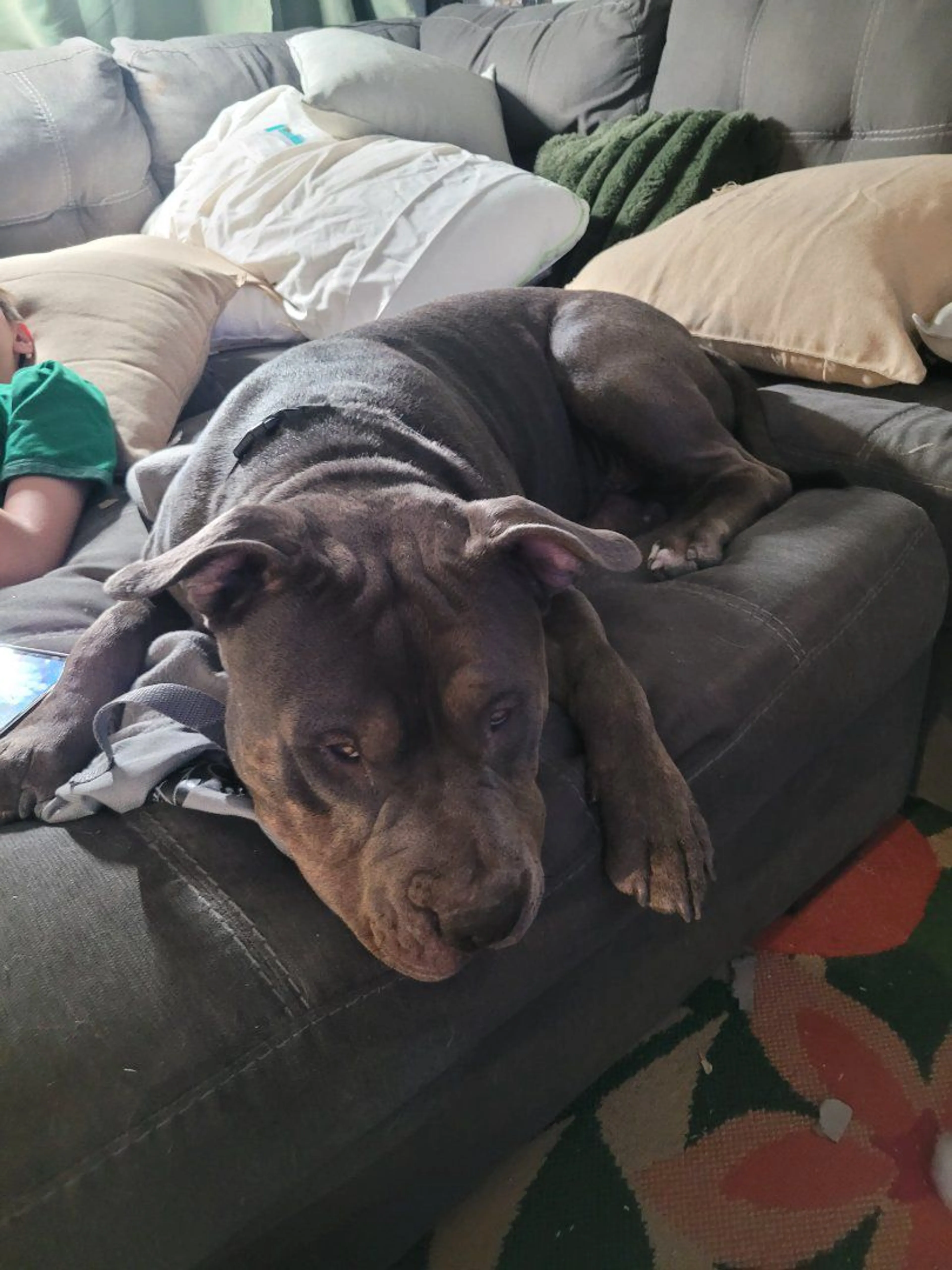 Lost pet-1